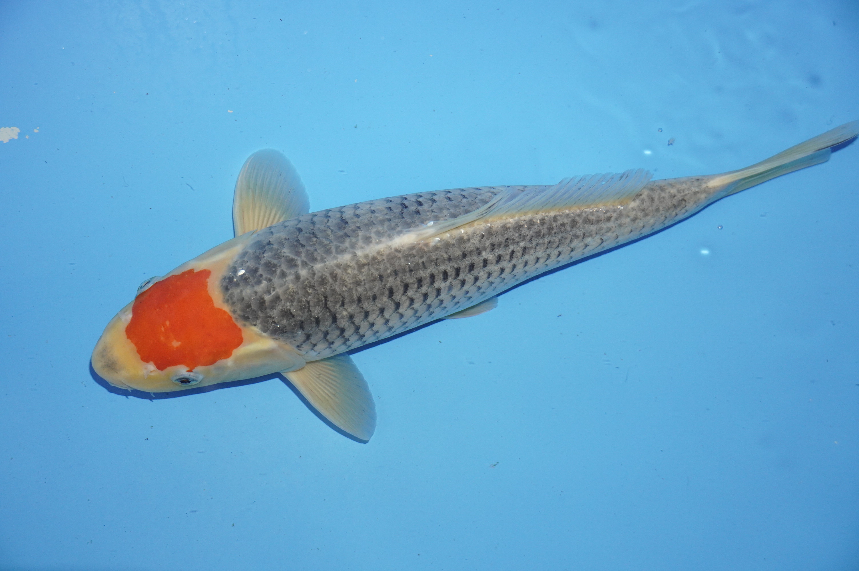 Tancho Goshiki (39cm) von der Koda Koifarm (Japan) IdentNr.: 9970