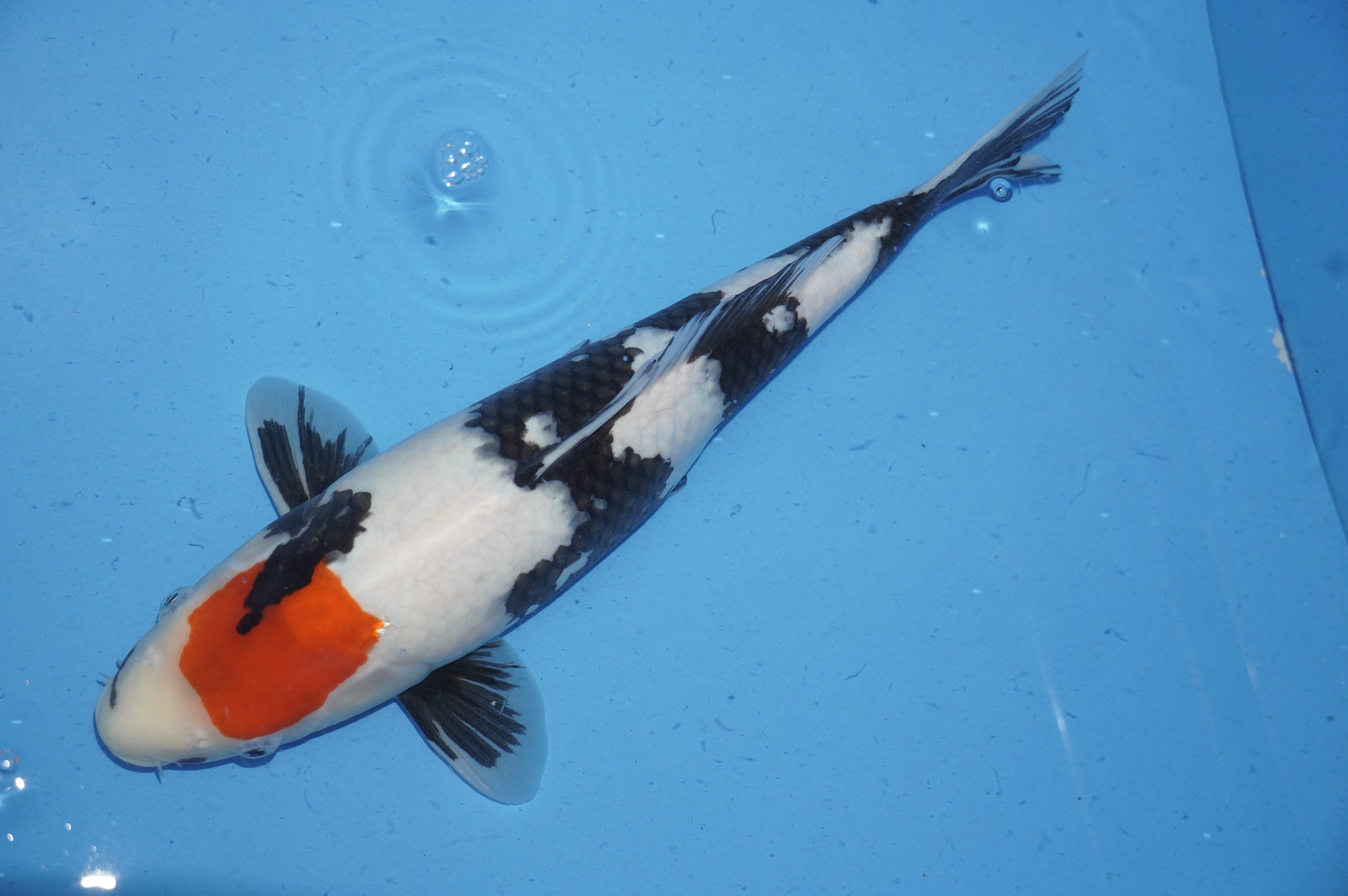 Tancho Showa (40cm) von der Koda Koifarm (Japan) IdentNr.: 9974