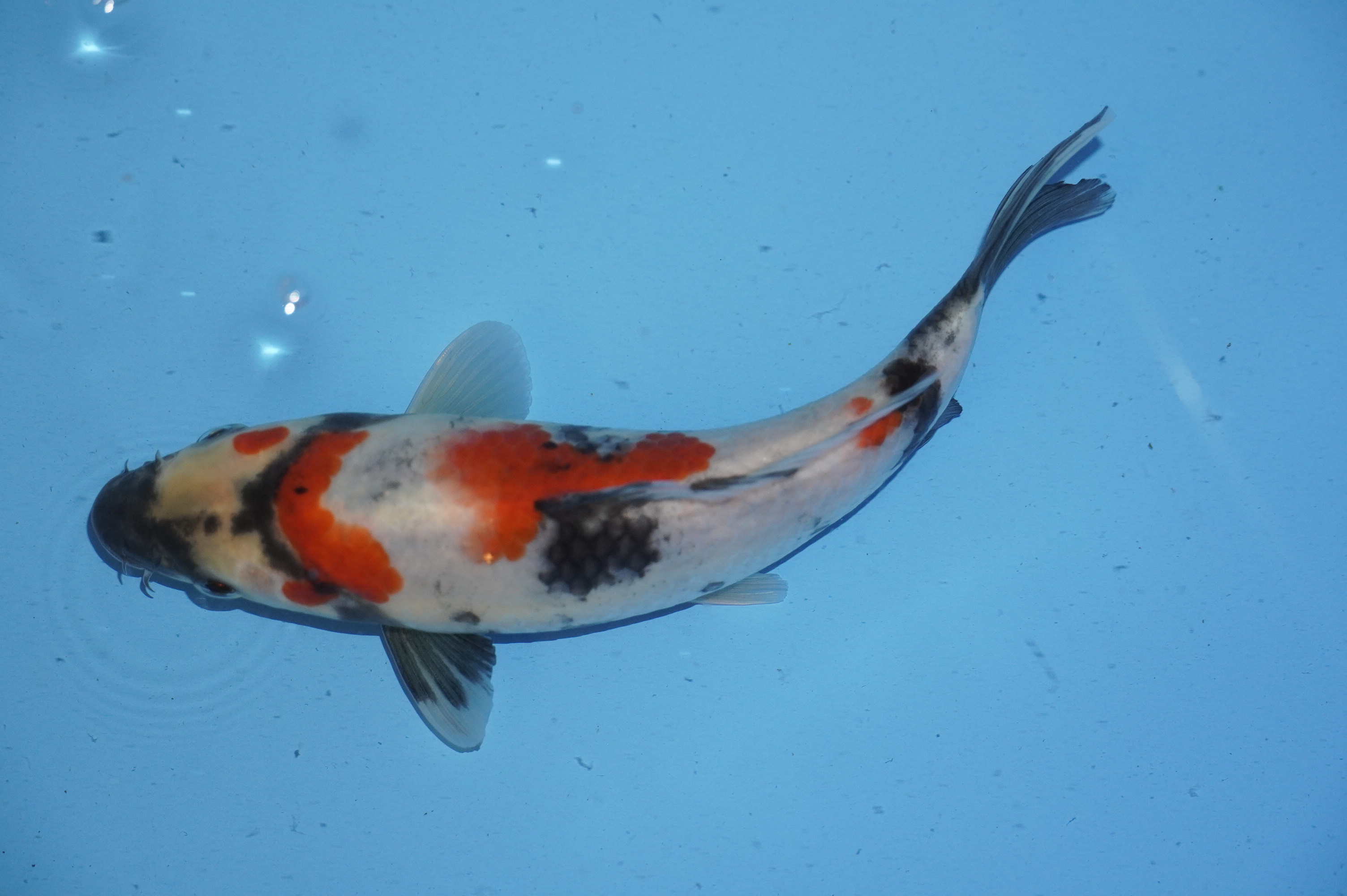 Showa (20cm) von der Yoshino Koi Farm (Japan) IdentNr.: 10054