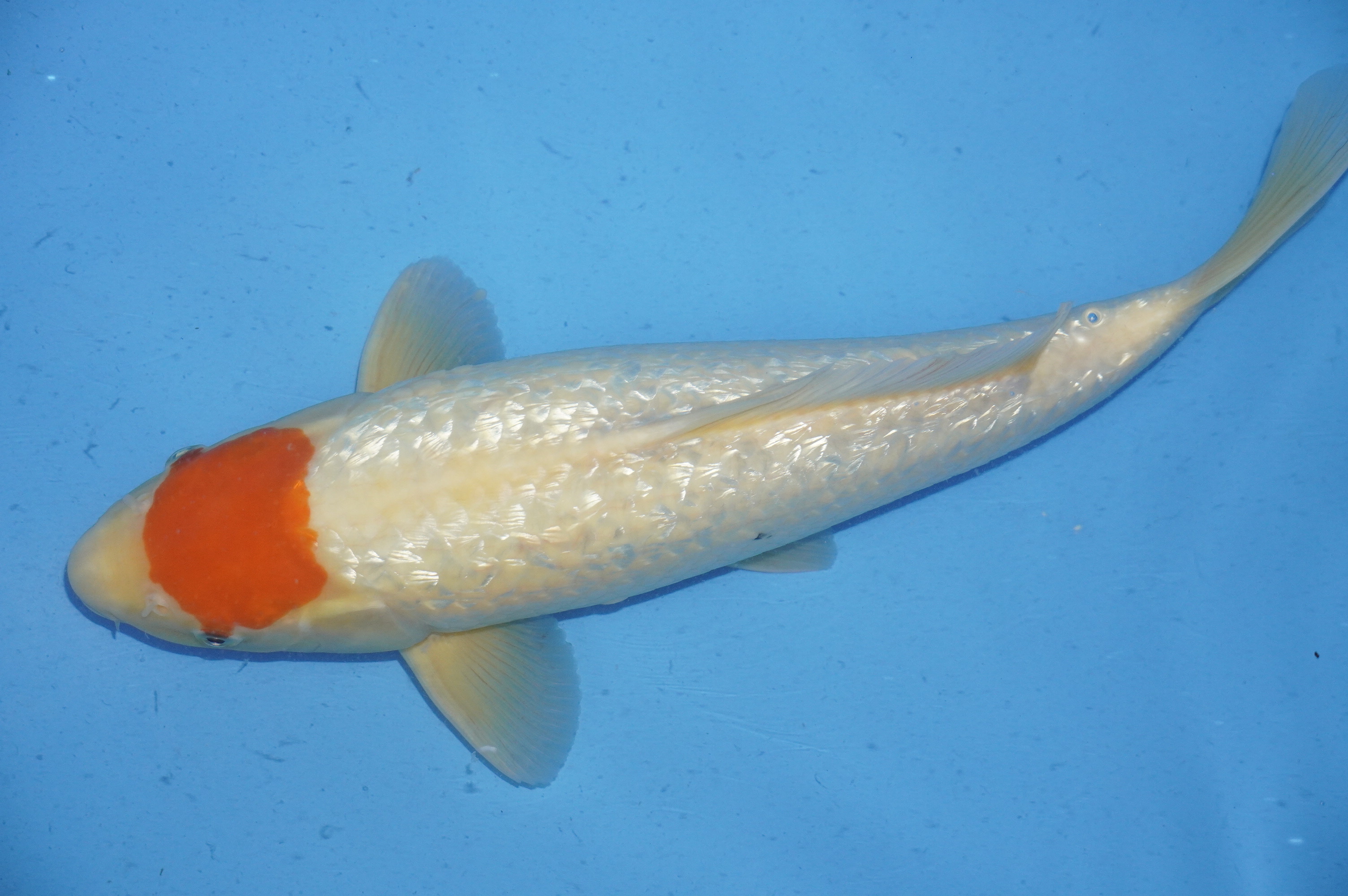 Gin Rin Tancho (40cm) von der Koda Koifarm (Japan) IdentNr.: 9979