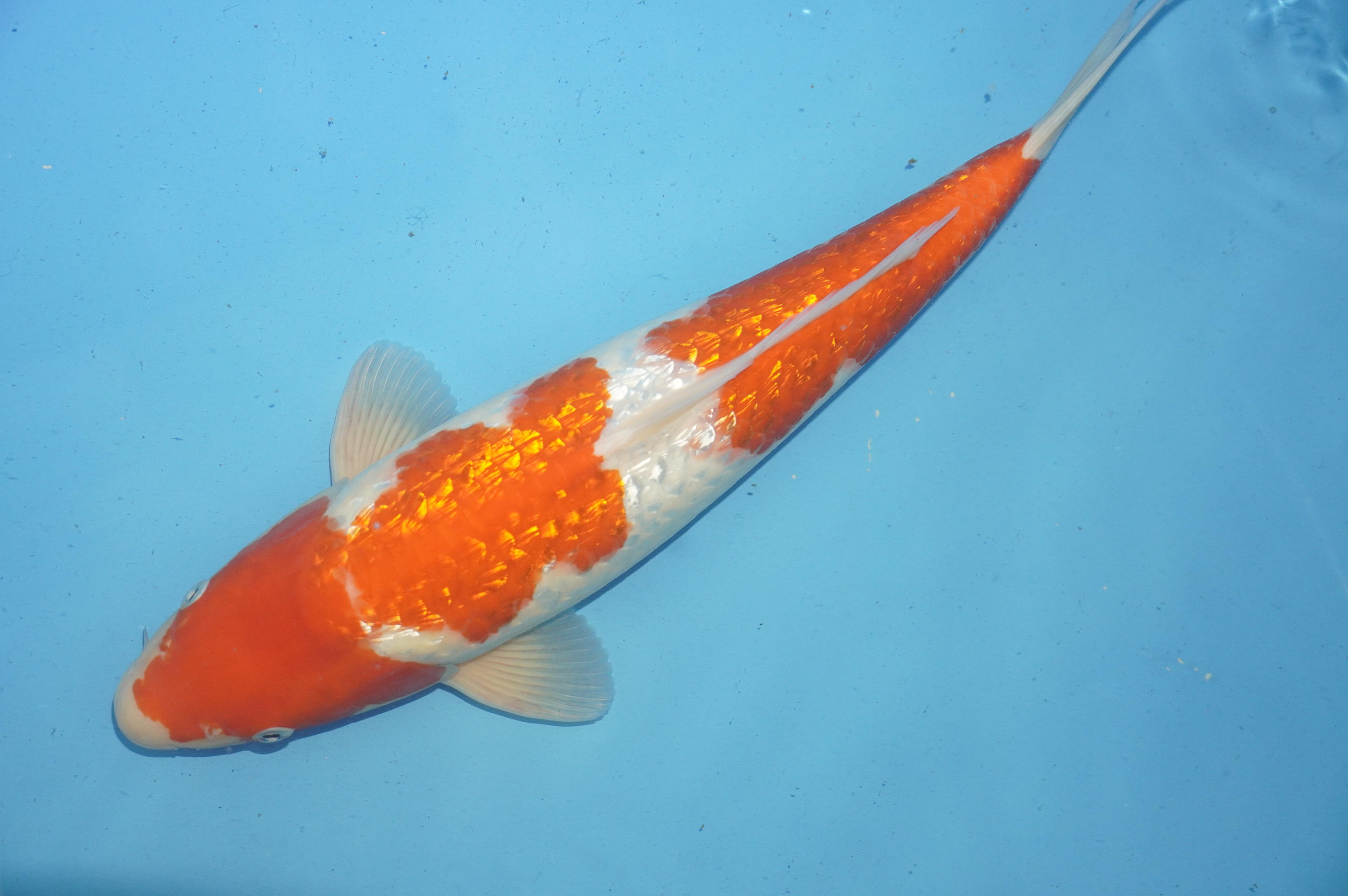 Gin Rin Kohaku (38cm) von der Mano Koi Farm (Japan) IdentNr.: 10157