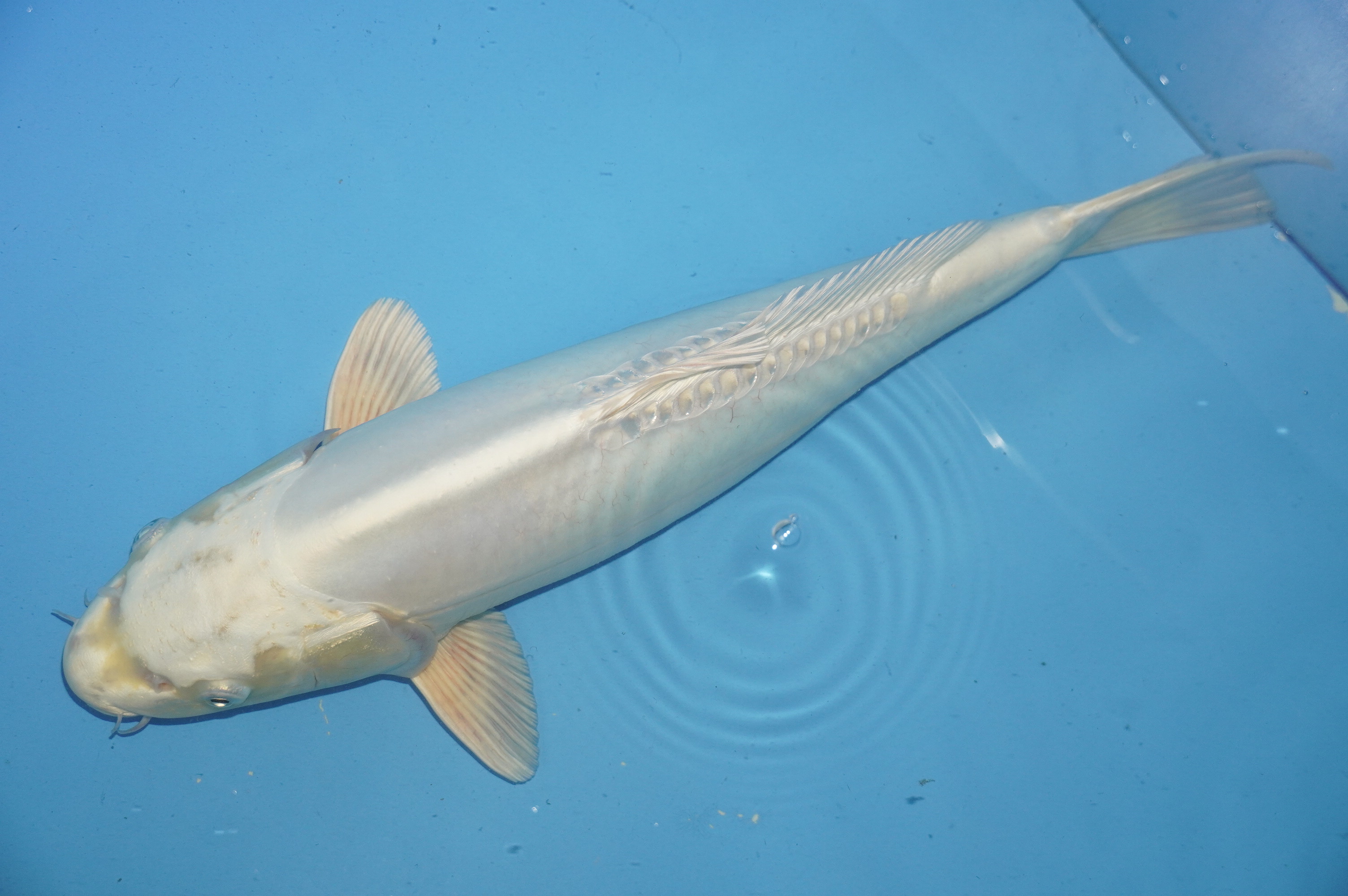 Doitsu Platinum Ogon (41cm) von der Miyako Koifarm (Japan) IdentNr.: 10214