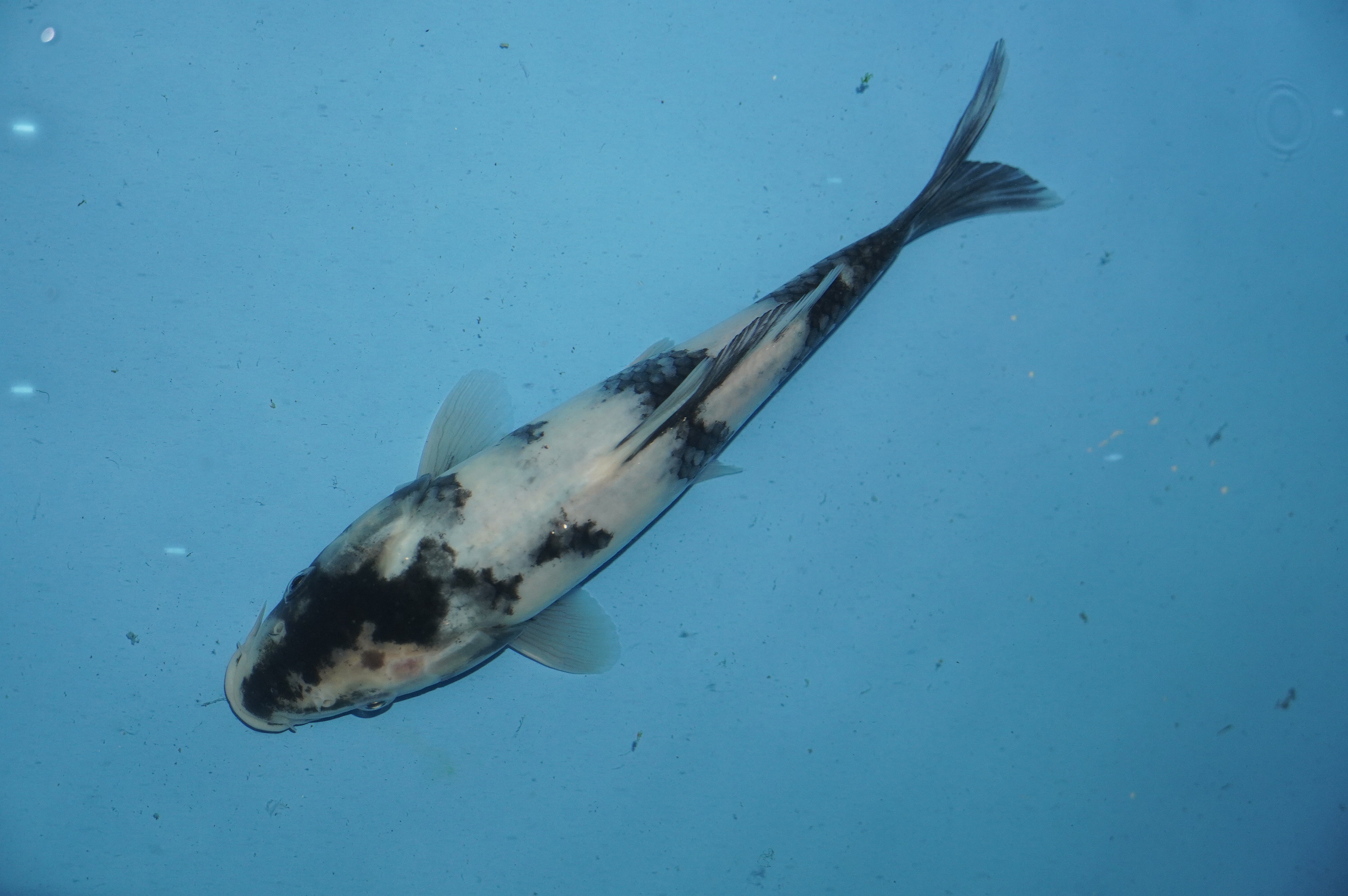 Shiro Utsuri (23cm) von der Miyako Koifarm (Japan) IdentNr.: 10092