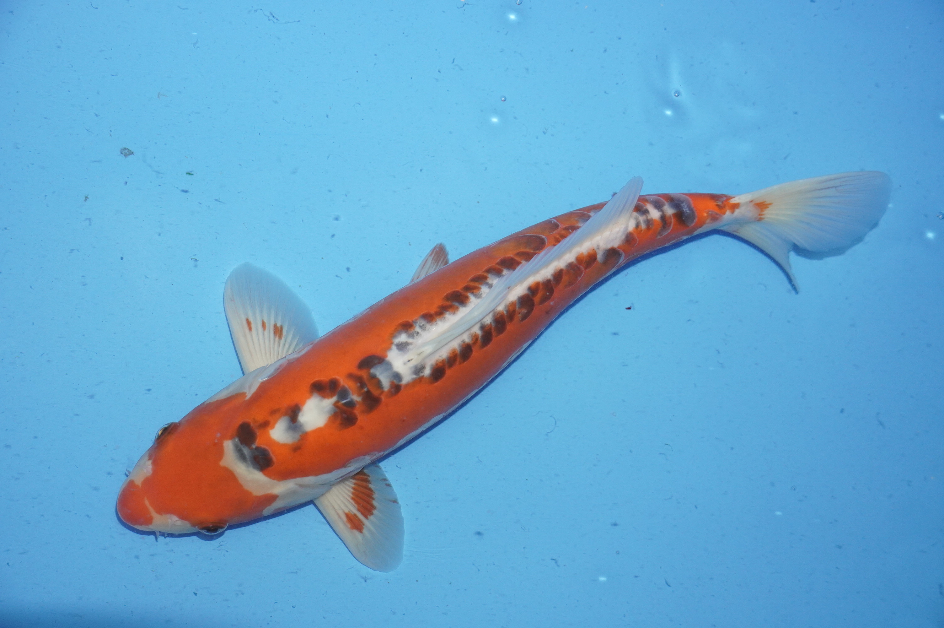 Shusui (40cm) von der Koda Koifarm (Japan) IdentNr.: 9984