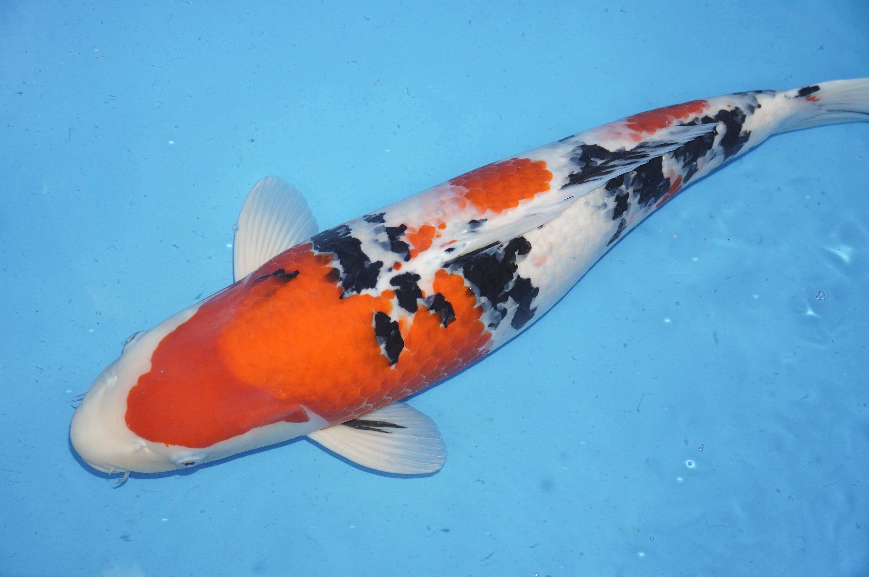 Sanke (58cm) von der Miyako Koifarm (Japan) IdentNr.: 9892