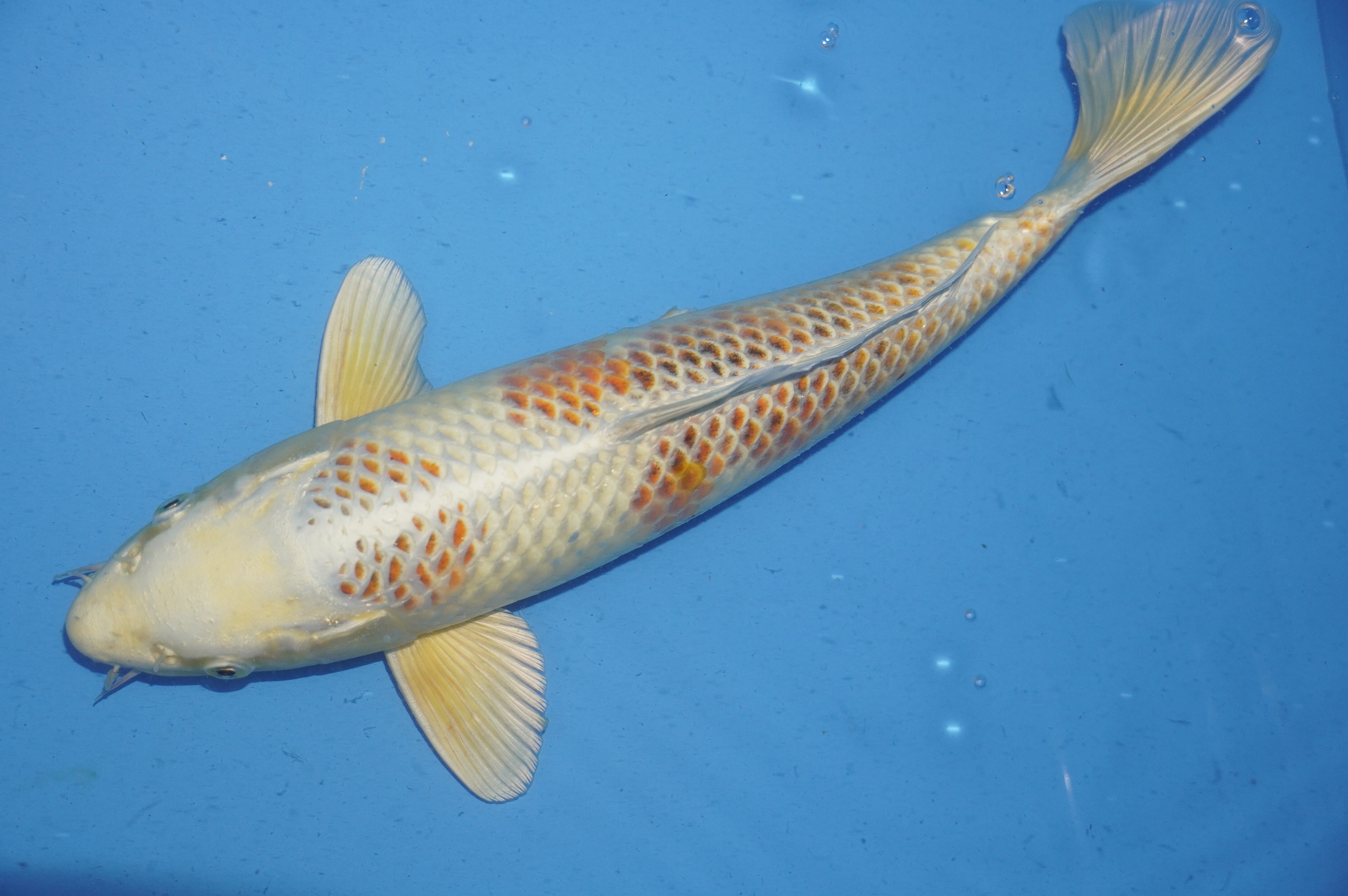 Kawarimono (38cm) von der Ozumi Ikarashi Koi Farm (Japan) IdentNr.: 9958