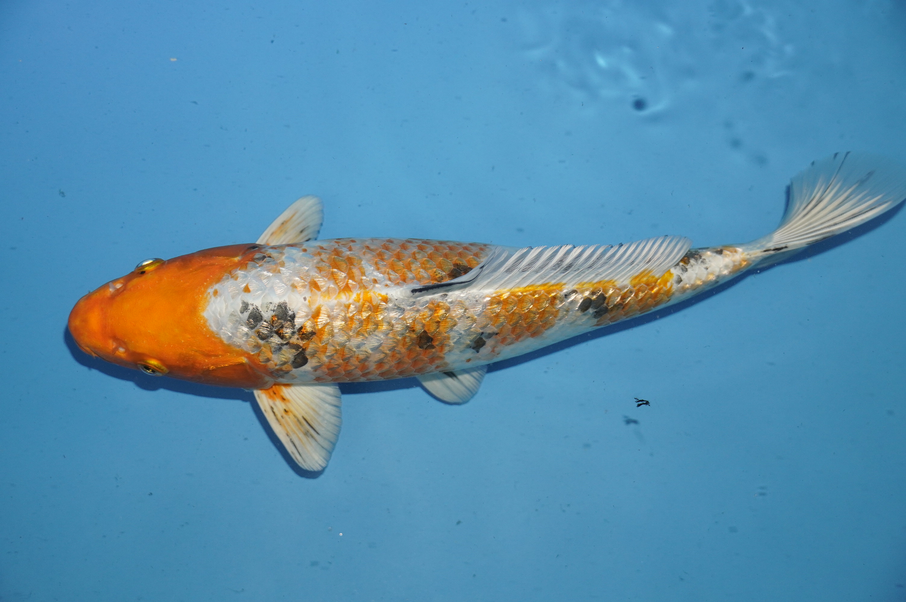 Gin Rin Kawarimono (31cm) von der Yamasan Koi Farm (Yamazaki) (Japan) IdentNr.: 10240