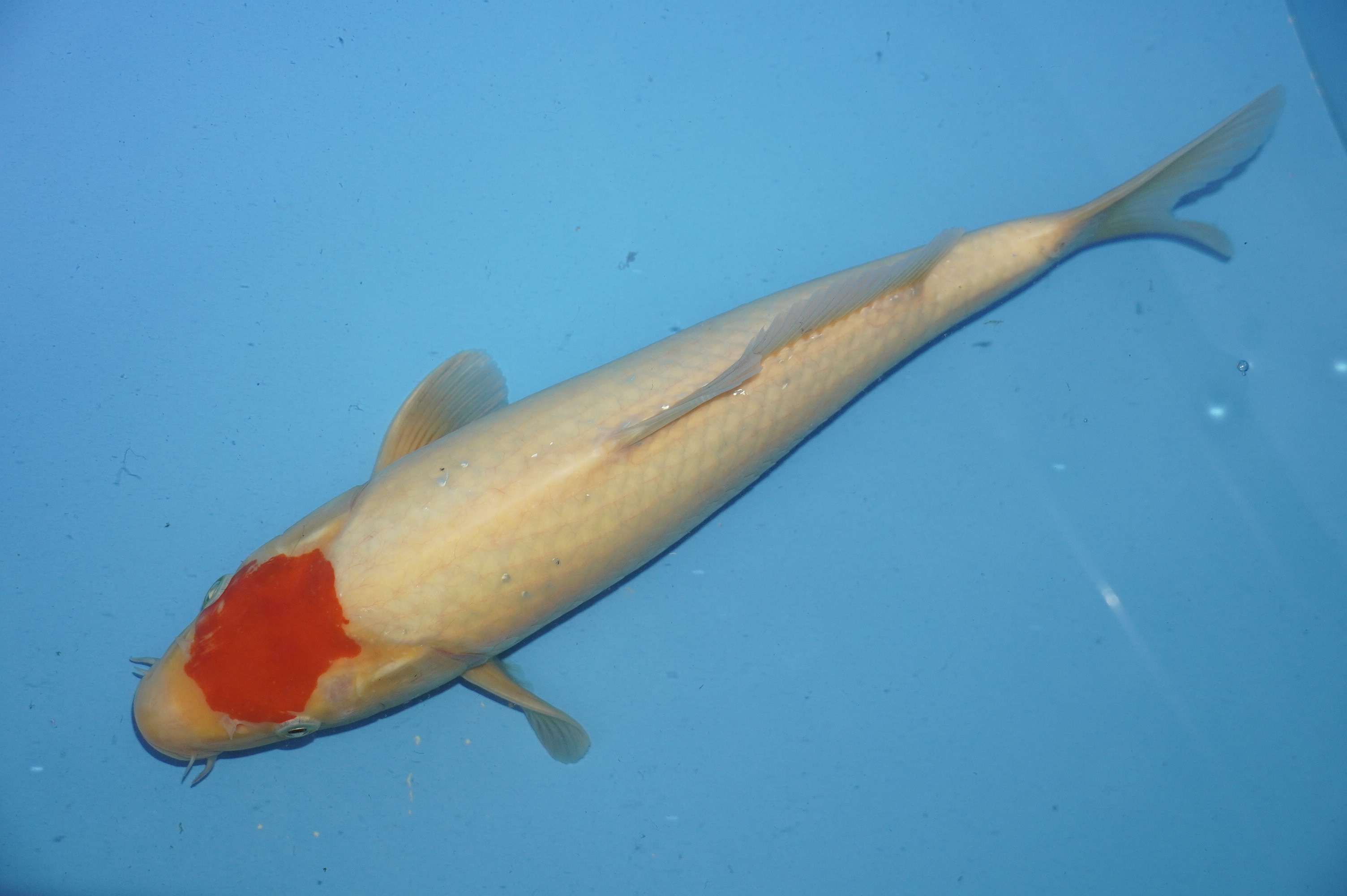 Tancho (34cm) von der Miyako Koifarm (Japan) IdentNr.: 10221