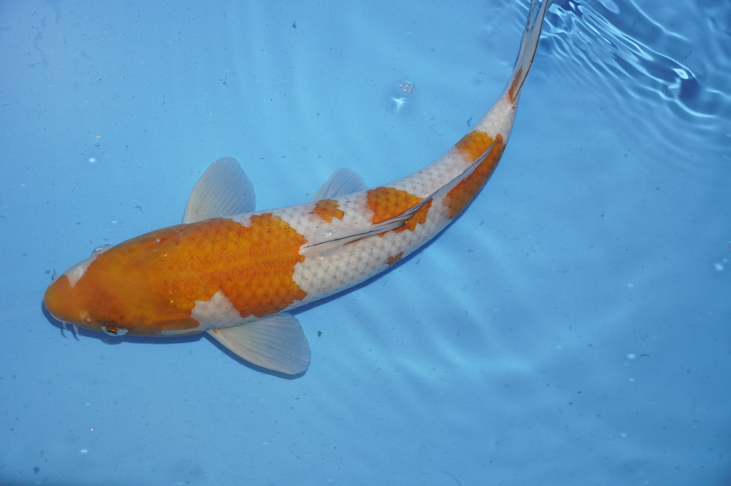 Ochiba Shigure (36cm) von der Igarashi Koi Farm (Japan) IdentNr.: 9682