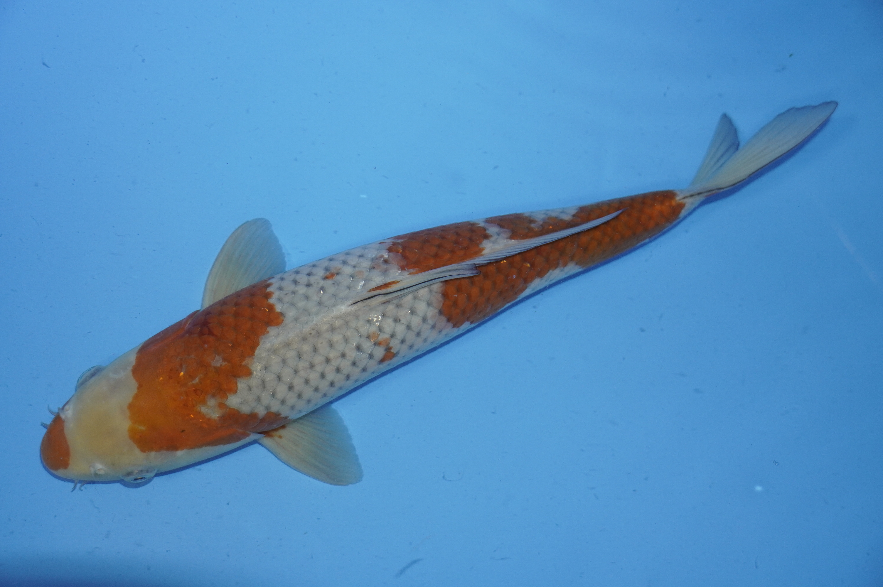 Ochiba Shigure (41cm) von der Oofuchi Koi Farm (Japan) IdentNr.: 9216