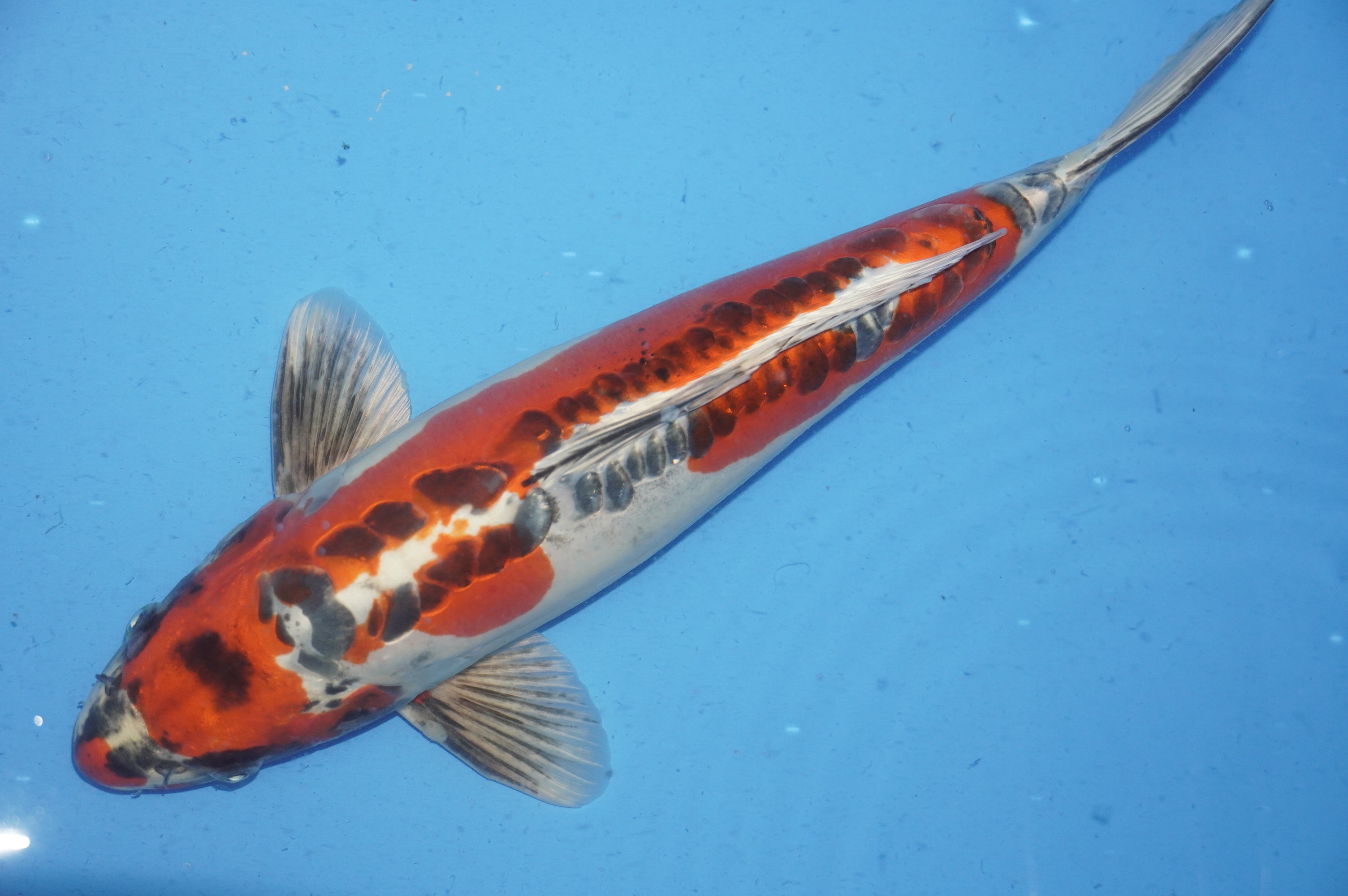 Doitsu Kujaku (39cm) von der Ozumi Ikarashi Koi Farm (Japan) IdentNr.: 9943