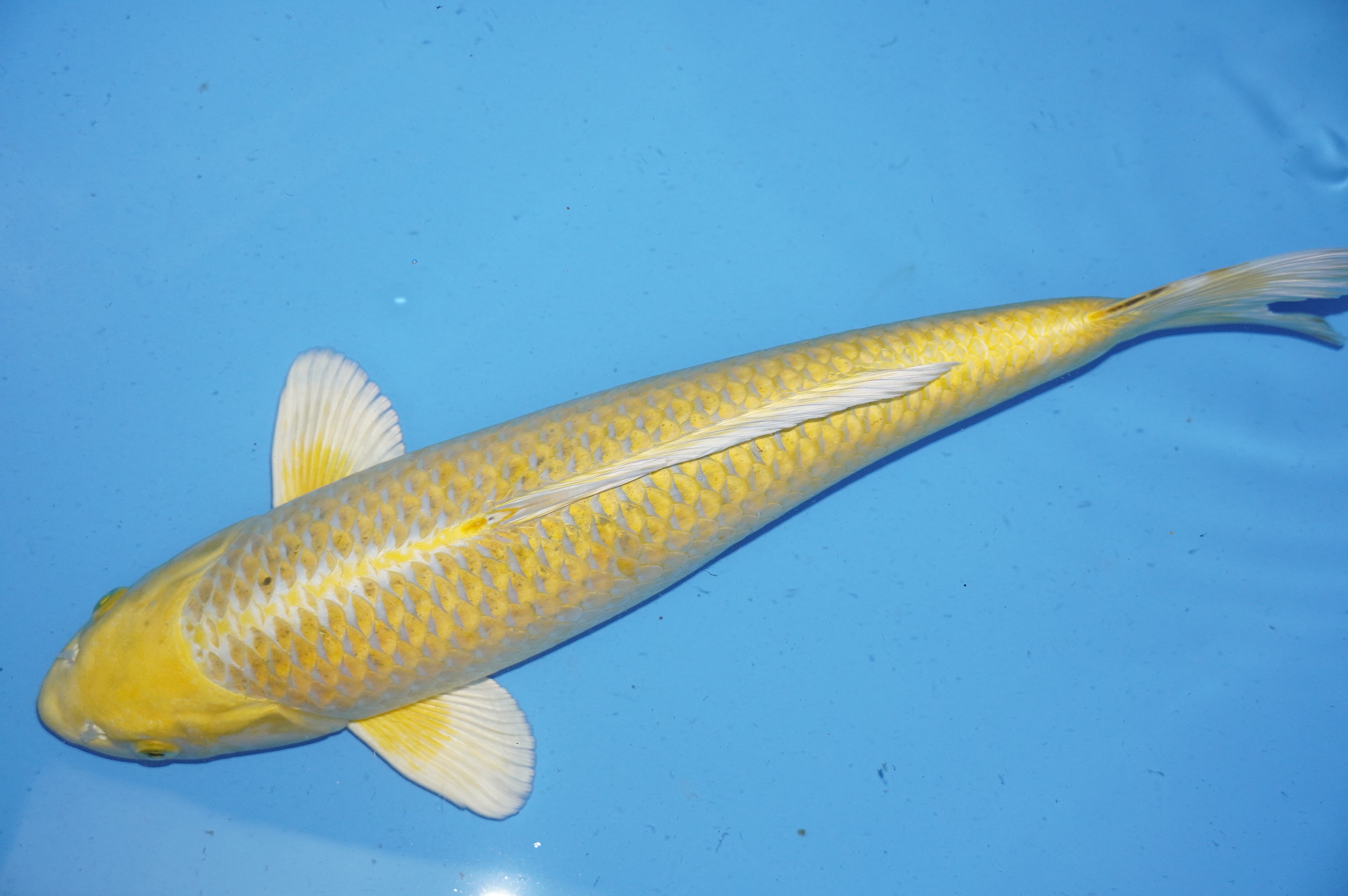 Yamabuki Ogon (46cm) von der Sakazume Koi Farm (Japan) IdentNr.: 9866