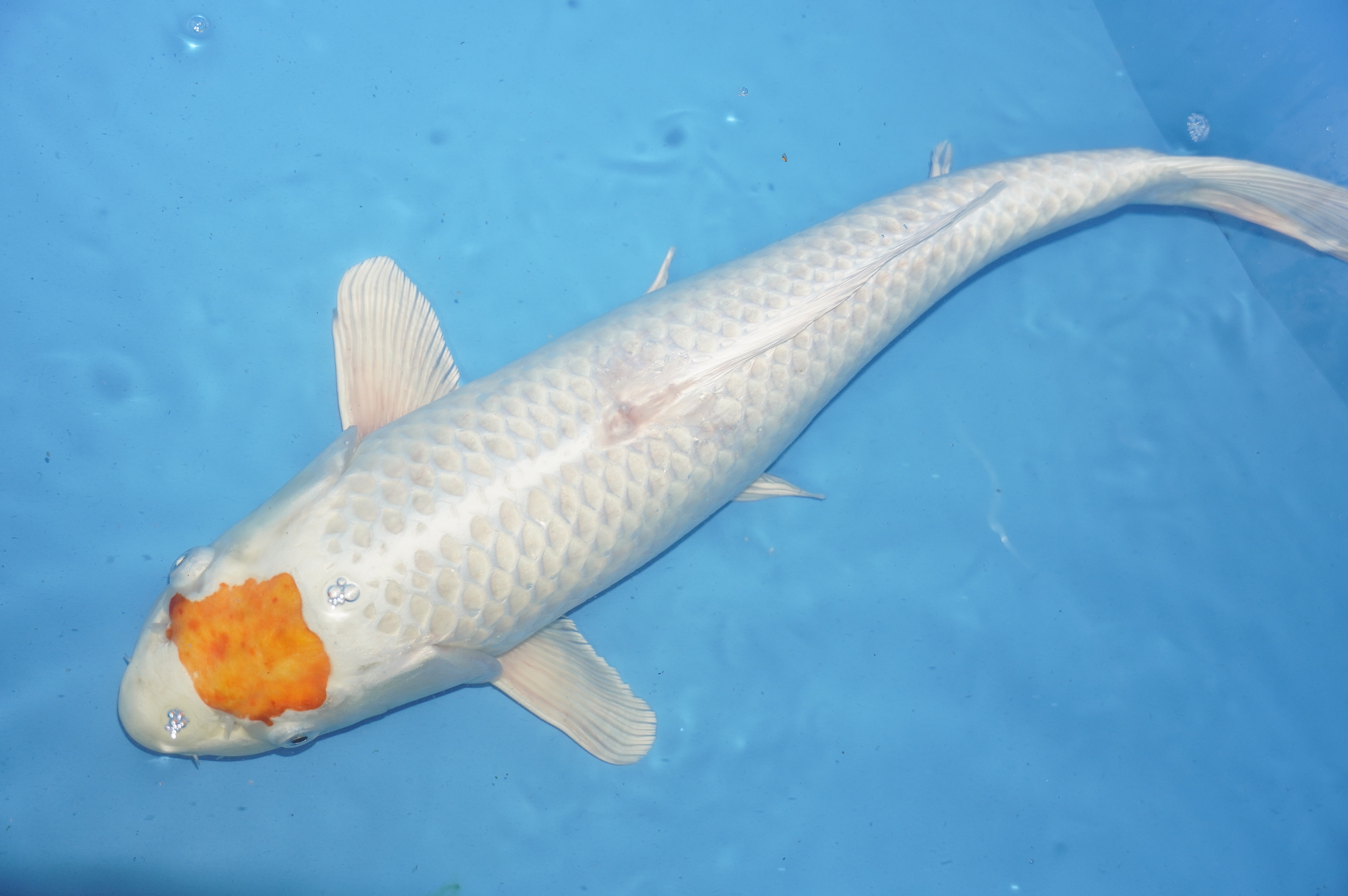 Maruten Hariwake (53cm) von der Oofuchi Koi Farm (Japan) IdentNr.: 9425