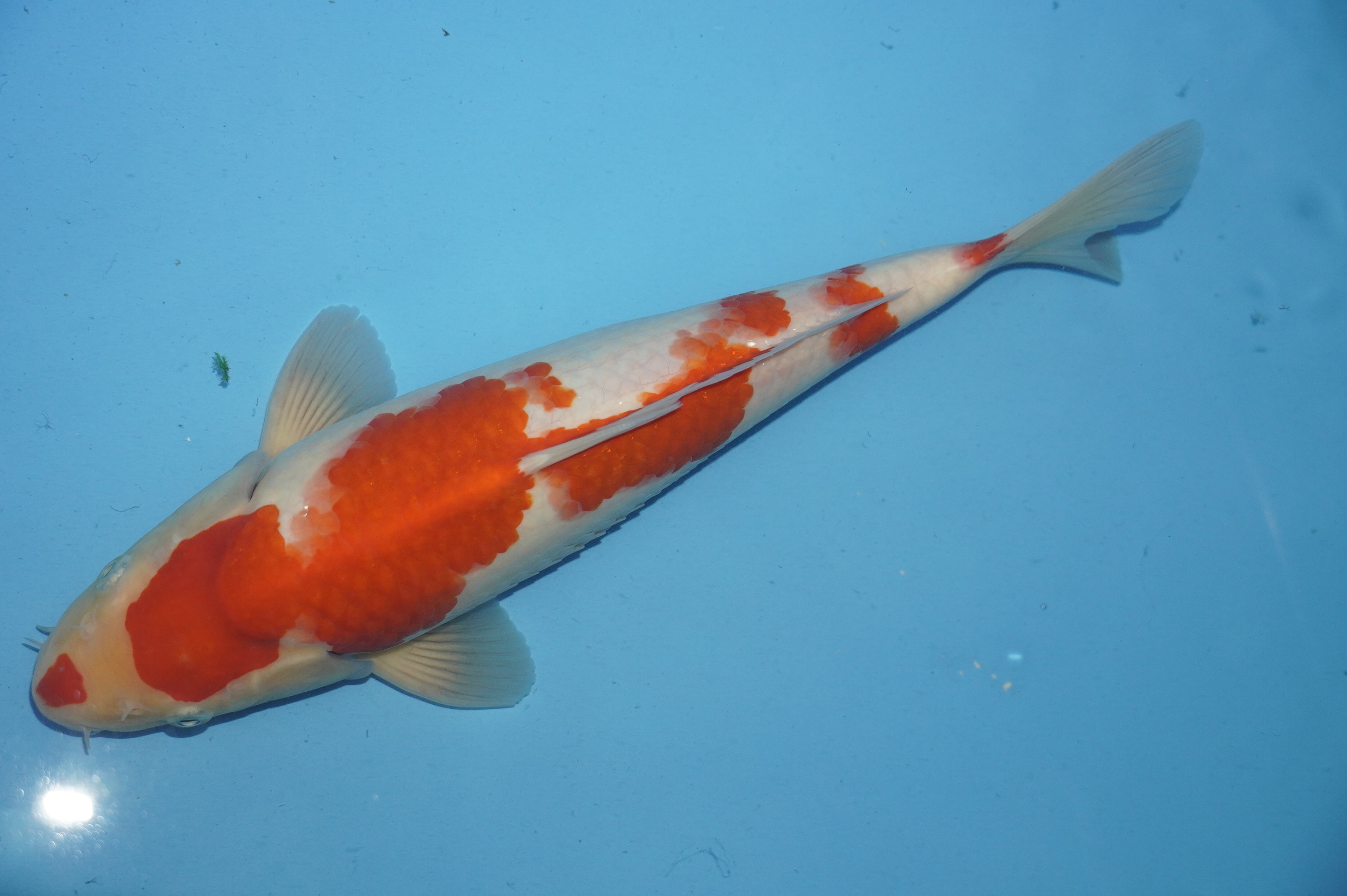 Kohaku (33cm) von der Miyako Koifarm (Japan) IdentNr.: 10212