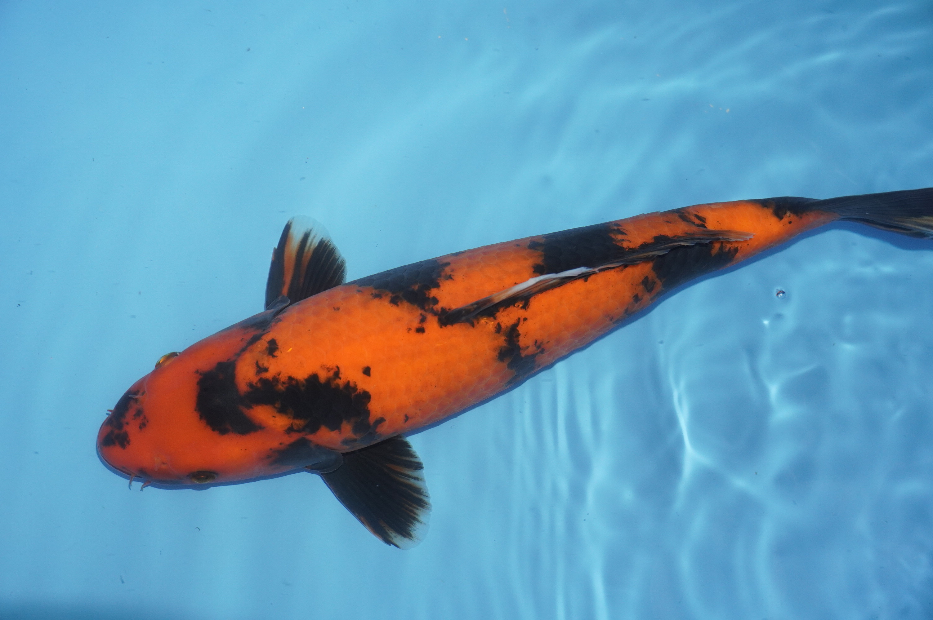 Hi Utsuri (42cm) von der Kanno Koifarm (Japan) IdentNr.: 10174