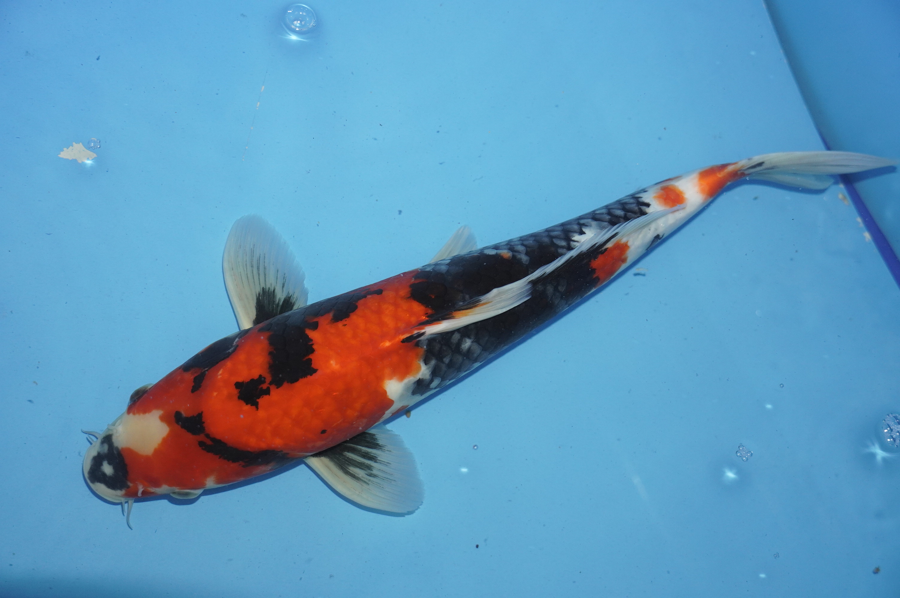 Showa (37cm) von der Marusei Koi Farm (Hirasawa) (Japan) IdentNr.: 10143