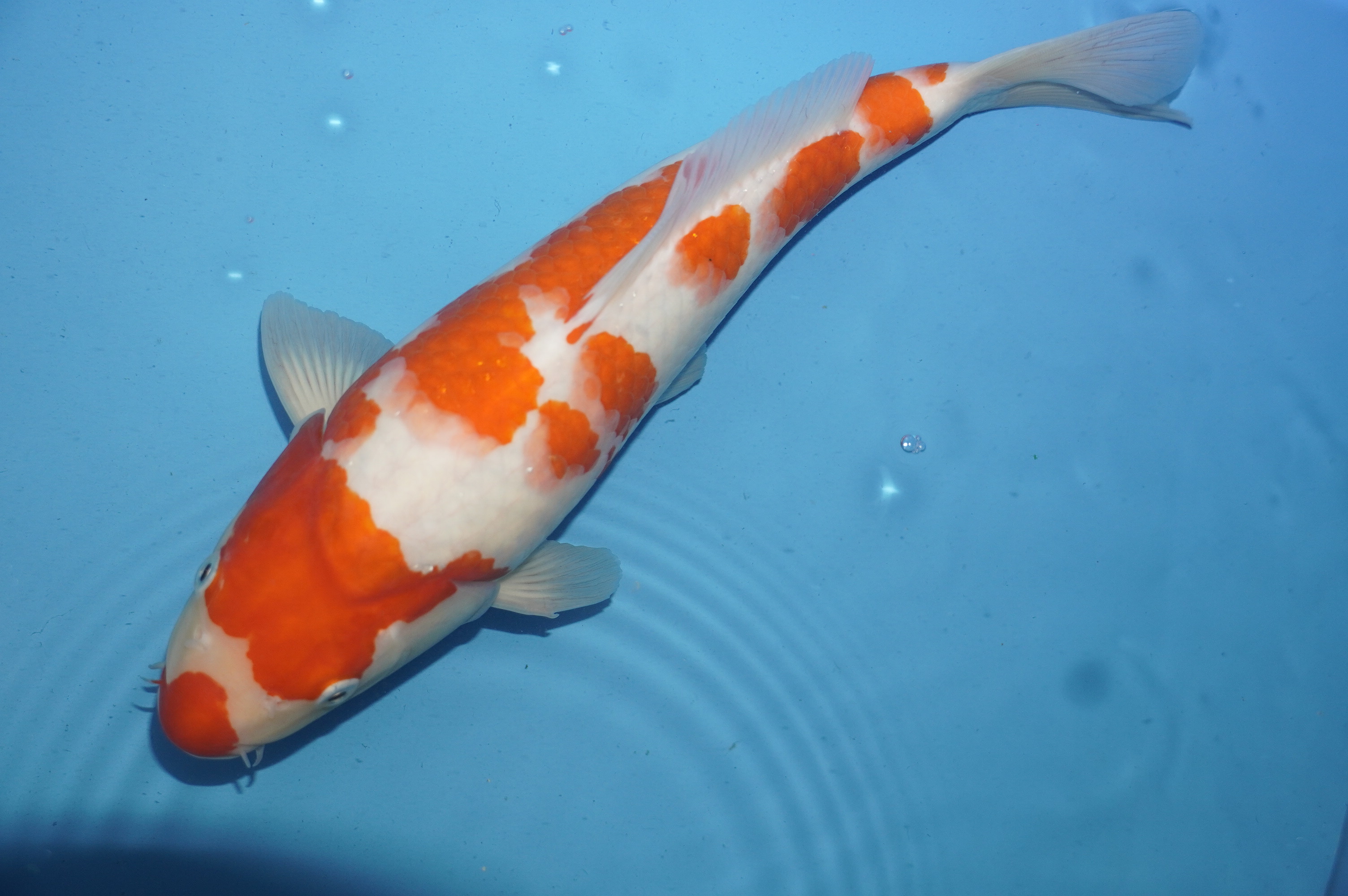 Kohaku (34cm) von der Miyako Koifarm (Japan) IdentNr.: 10205