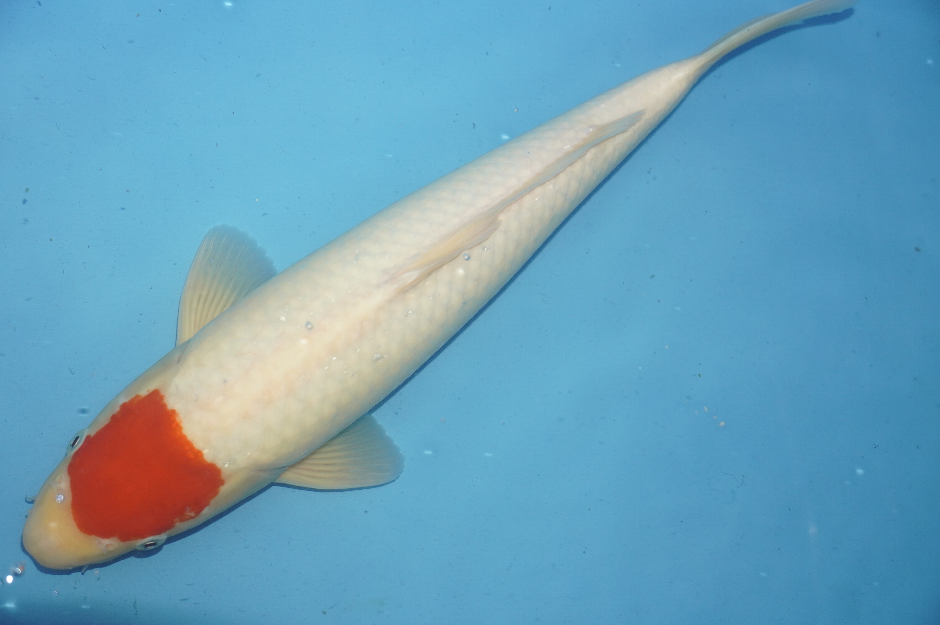 Tancho (41cm) von der Mano Koi Farm (Japan) IdentNr.: 10164