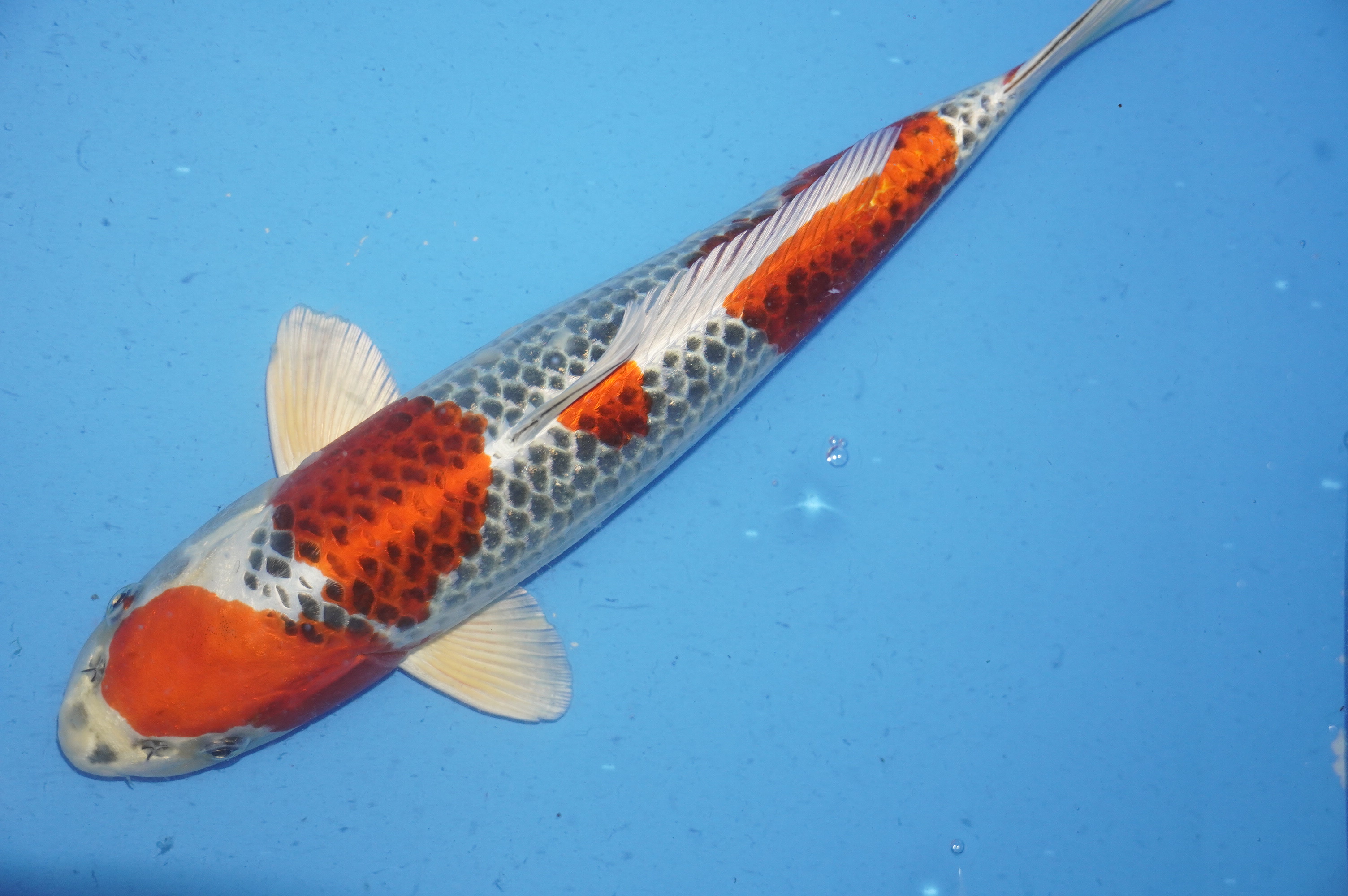 Kujaku (40cm) von der Ozumi Ikarashi Koi Farm (Japan) IdentNr.: 9951