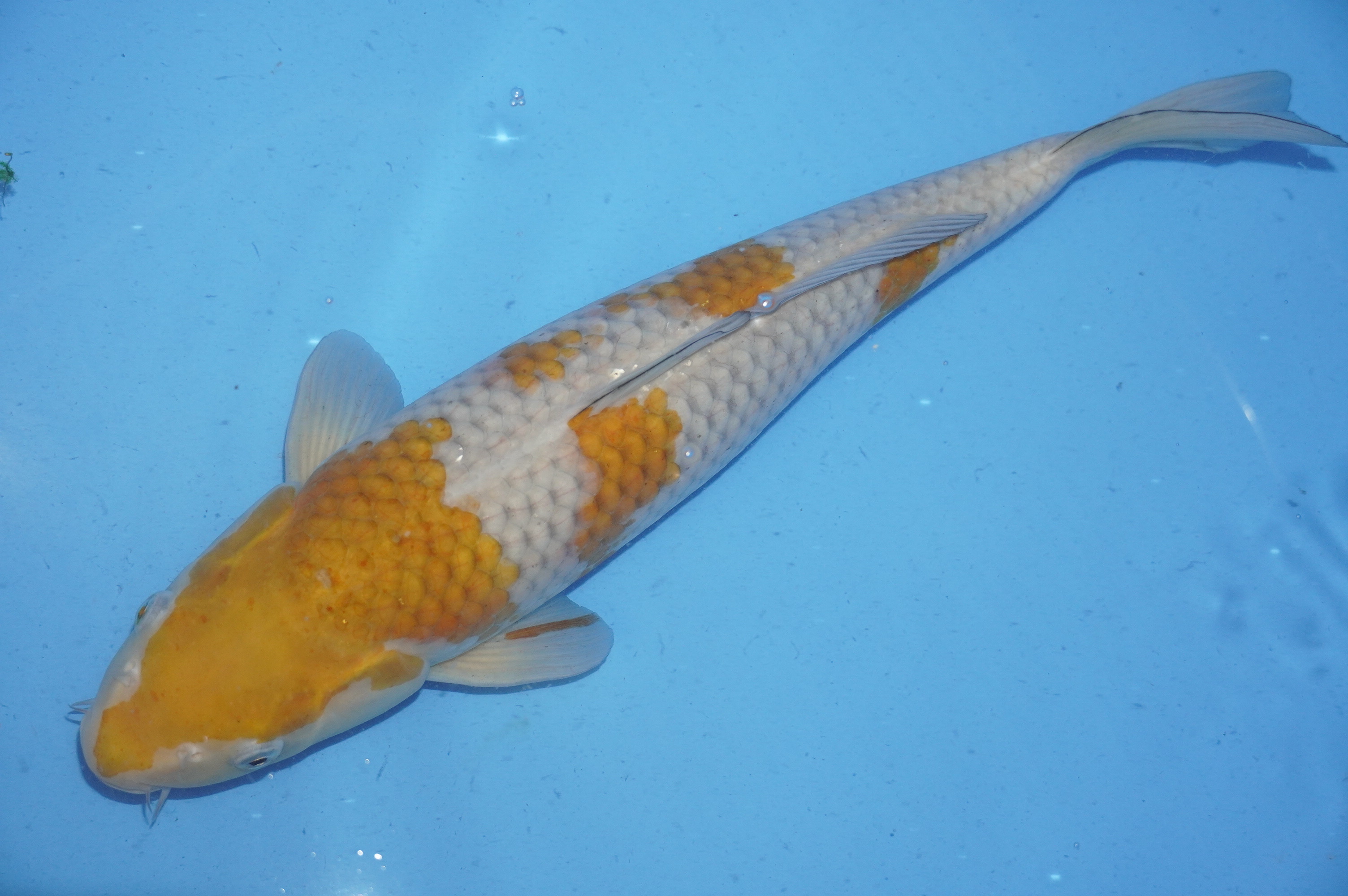 Ochiba Shigure (45cm) von der Oofuchi Koi Farm (Japan) IdentNr.: 9221