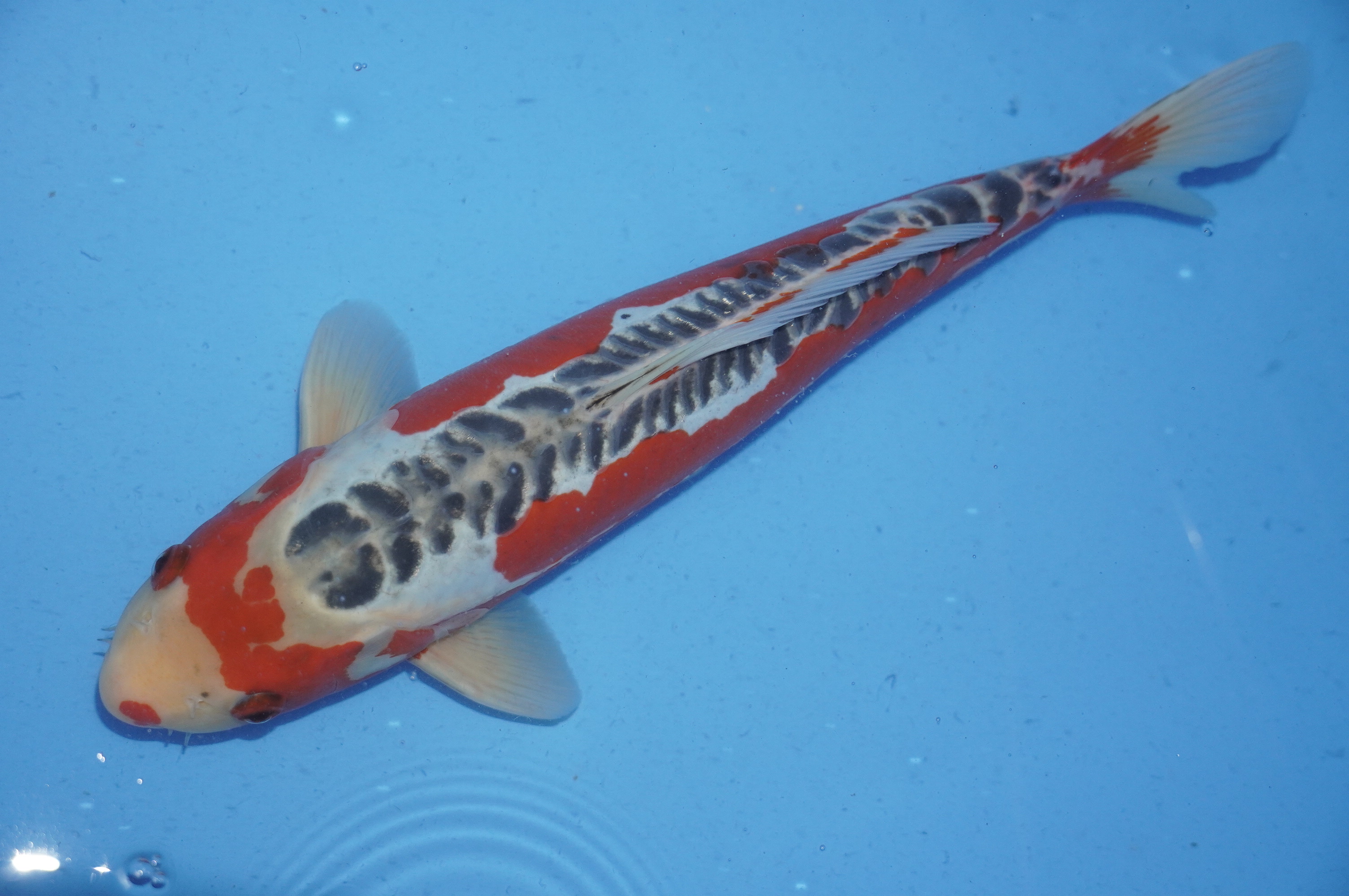 Shusui (38cm) von der Yamajyu Koi Farm (Japan) IdentNr.: 10012