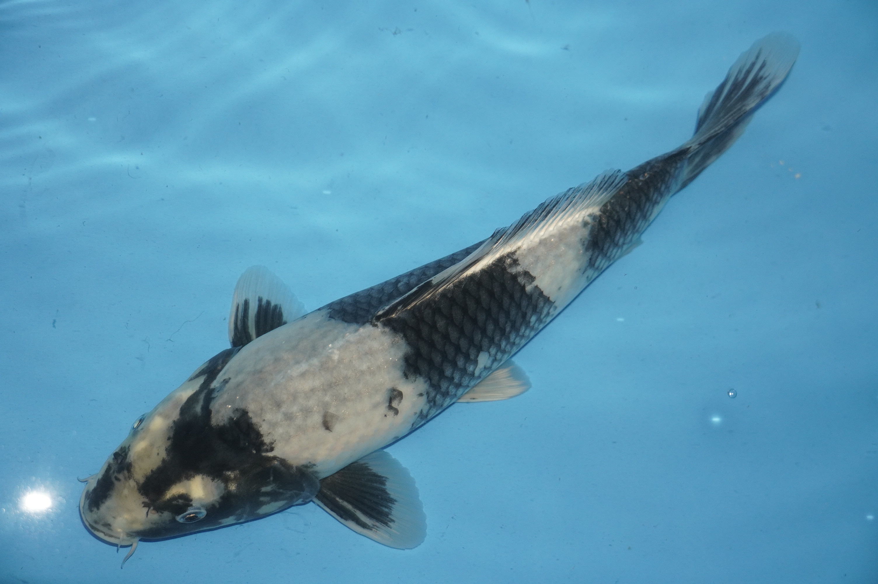 Kage Shiro Utsuri (36cm) von der Miyako Koifarm (Japan) IdentNr.: 10216