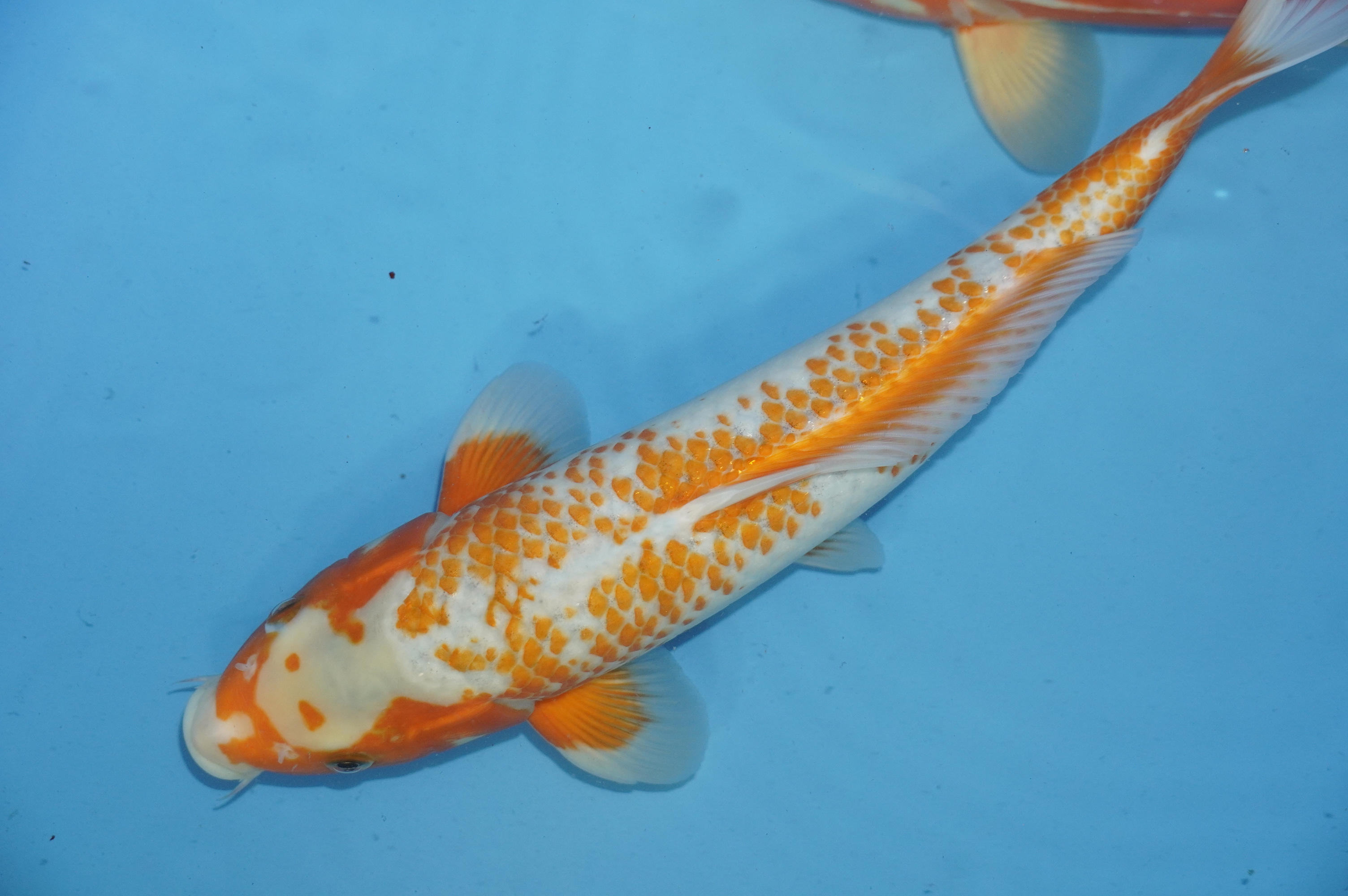 Kanoko Asagi (35cm) von der Yamajyu Koi Farm (Japan) IdentNr.: 10011
