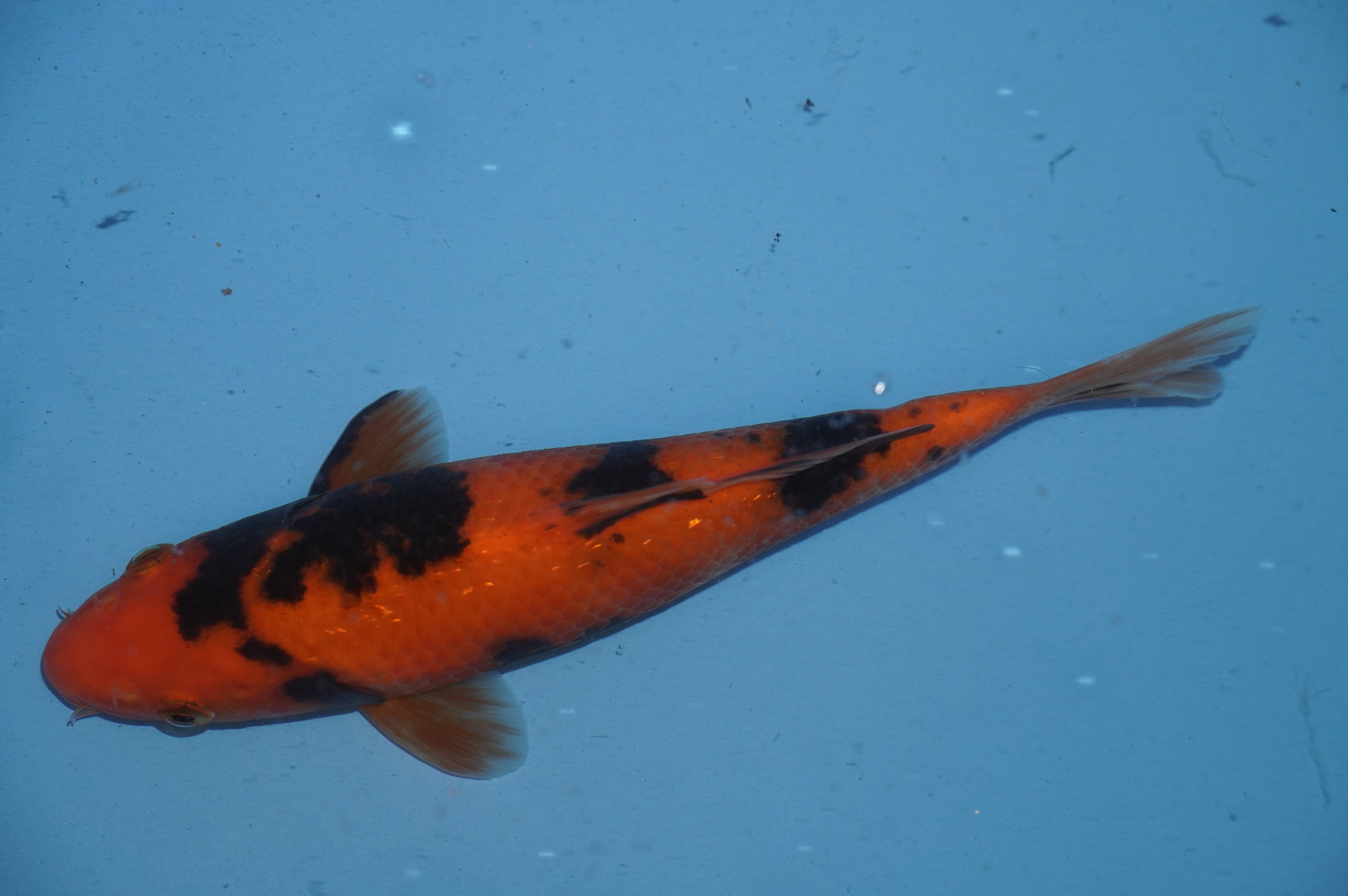 Hi Utsuri (21cm) von der Oofuchi Koi Farm (Japan) IdentNr.: 10069