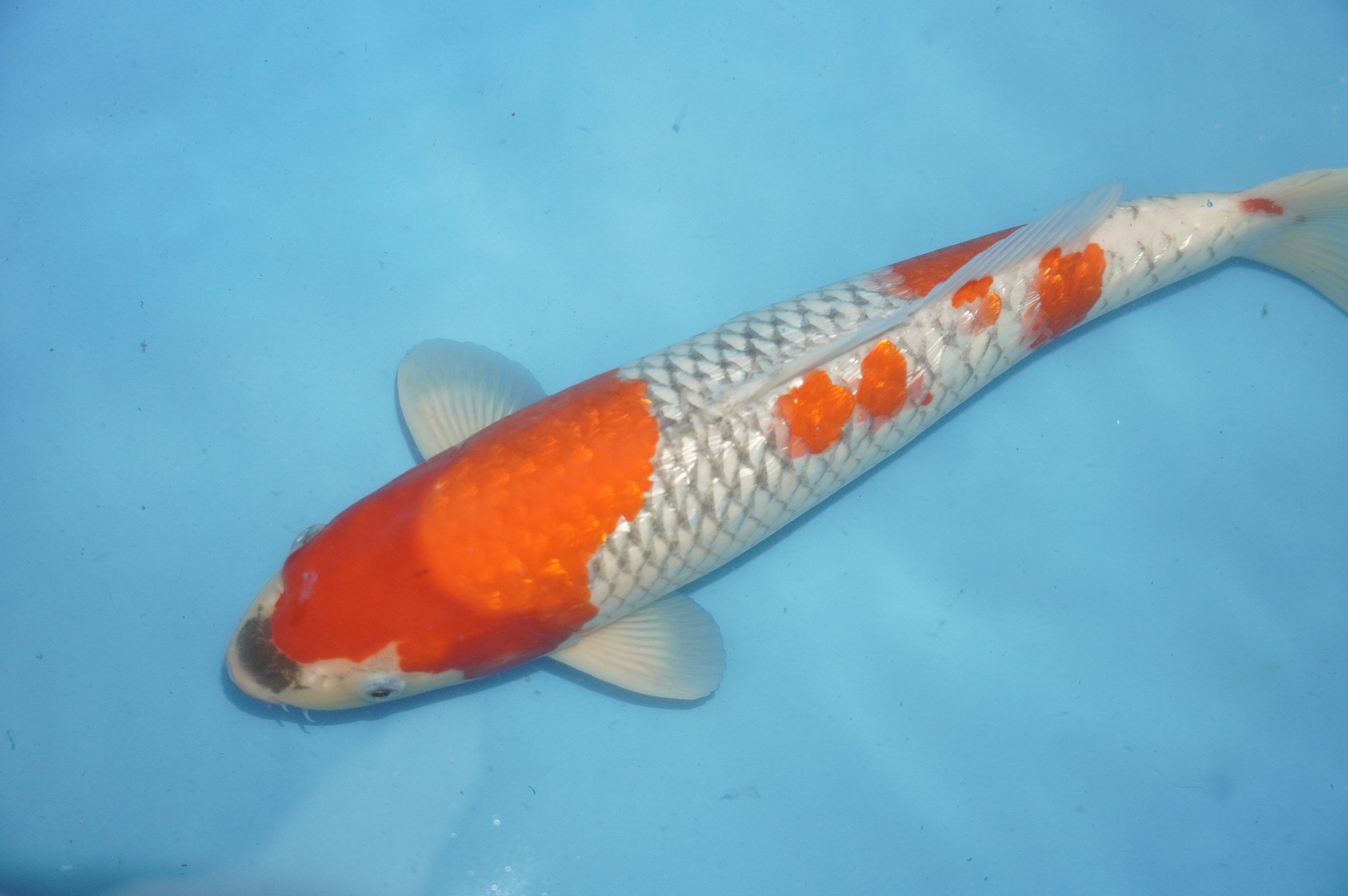 Gin Rin Goshiki (39cm) von der Igarashi Koi Farm (Japan) IdentNr.: 10142