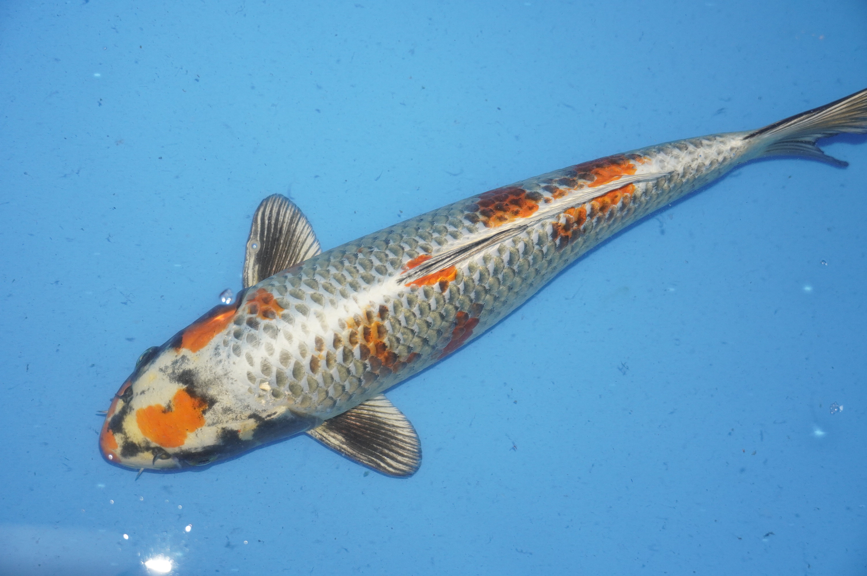 Ki Kujaku (41cm) von der Yamajyu Koi Farm (Japan) IdentNr.: 10004