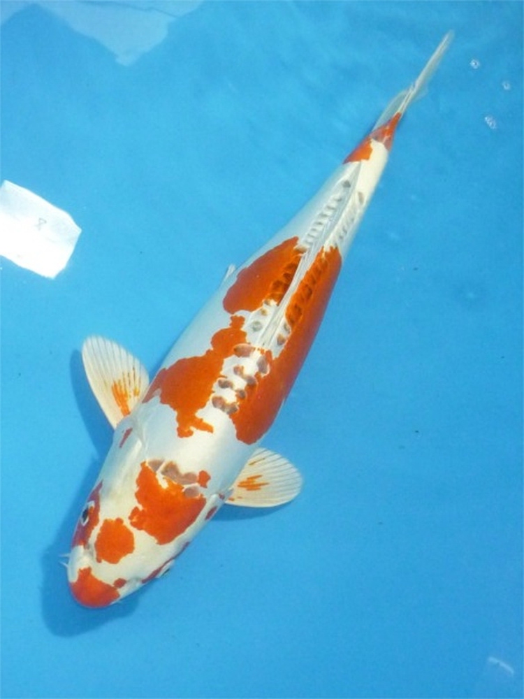 Doitsu Orange Hariwake
