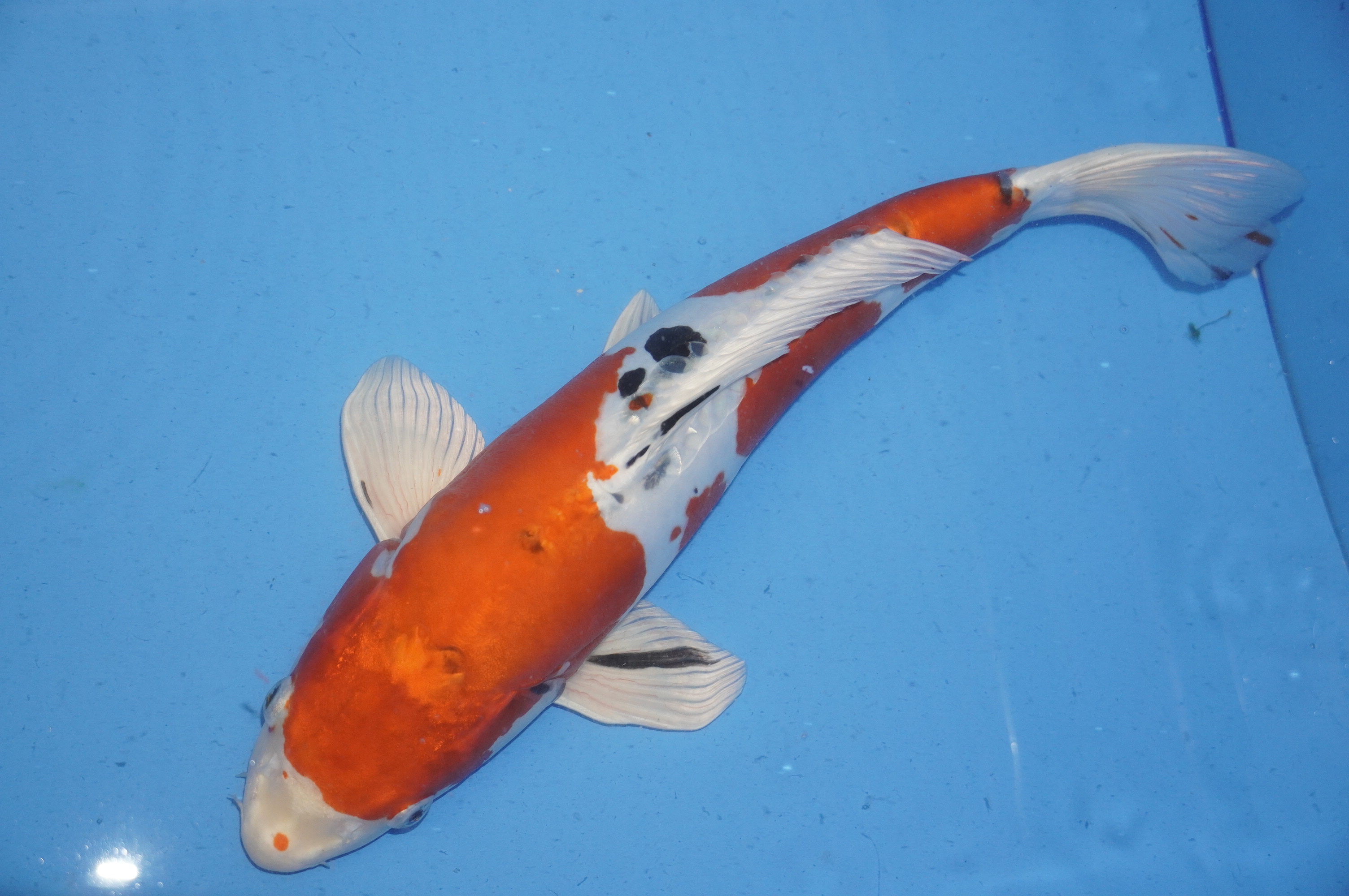 Yamatonishiki (44cm) von der AO Aokiya (Aoki) (Japan) IdentNr.: 9407