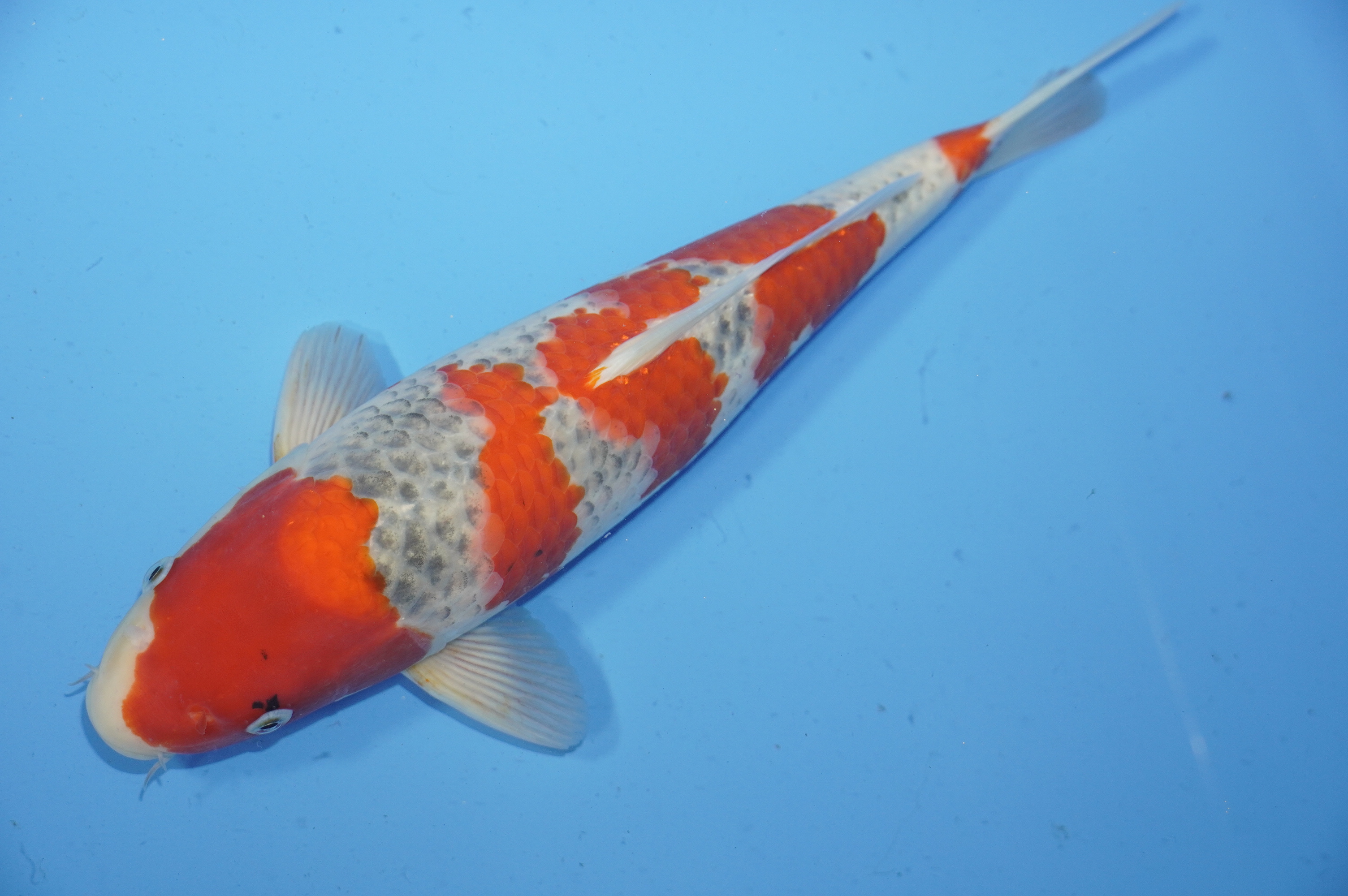 Goshiki (38cm) von der Igarashi Koi Farm (Japan) IdentNr.: 9683