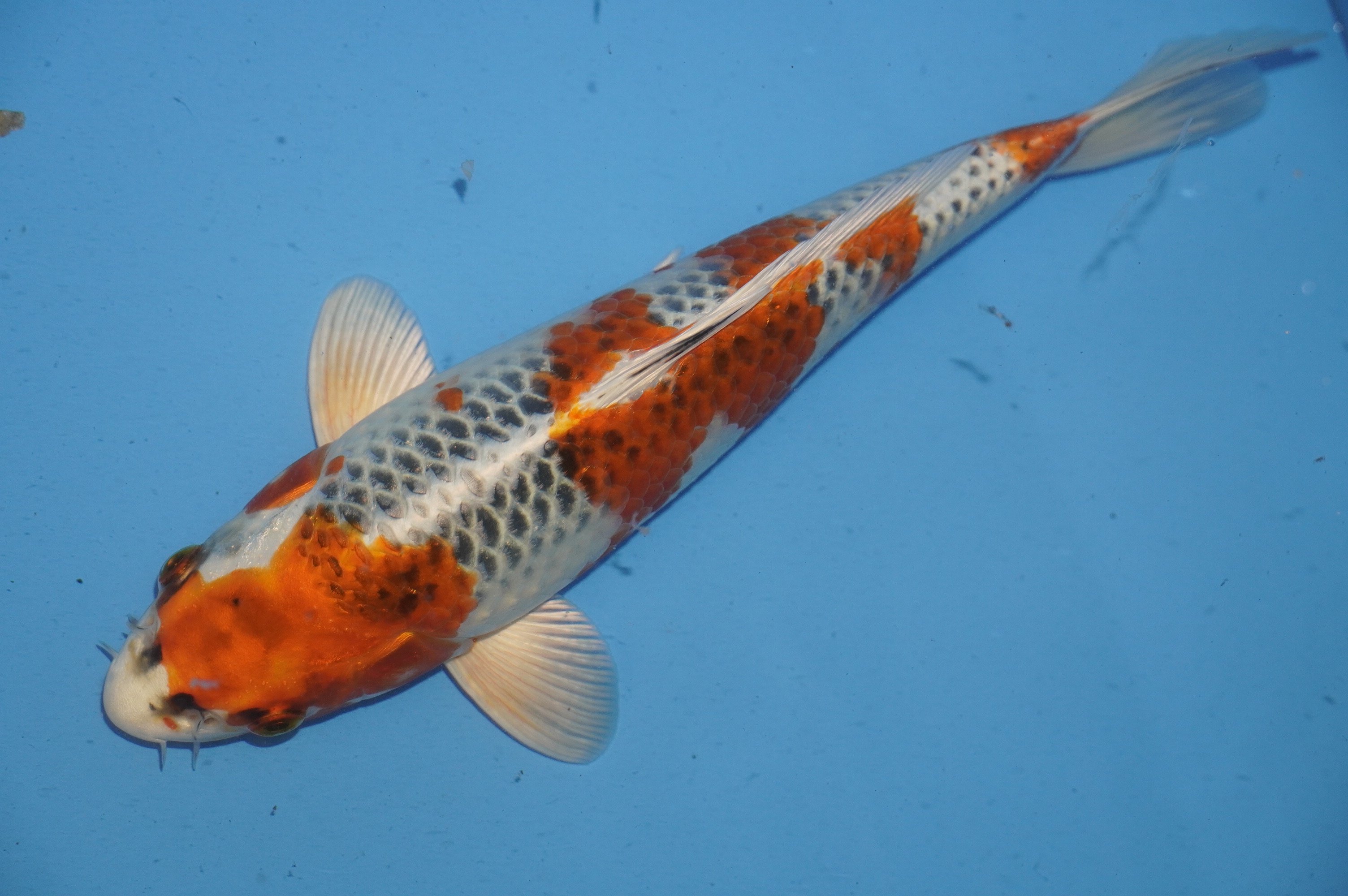 Kujaku (23cm) von der Oofuchi Koi Farm (Japan) IdentNr.: 10065