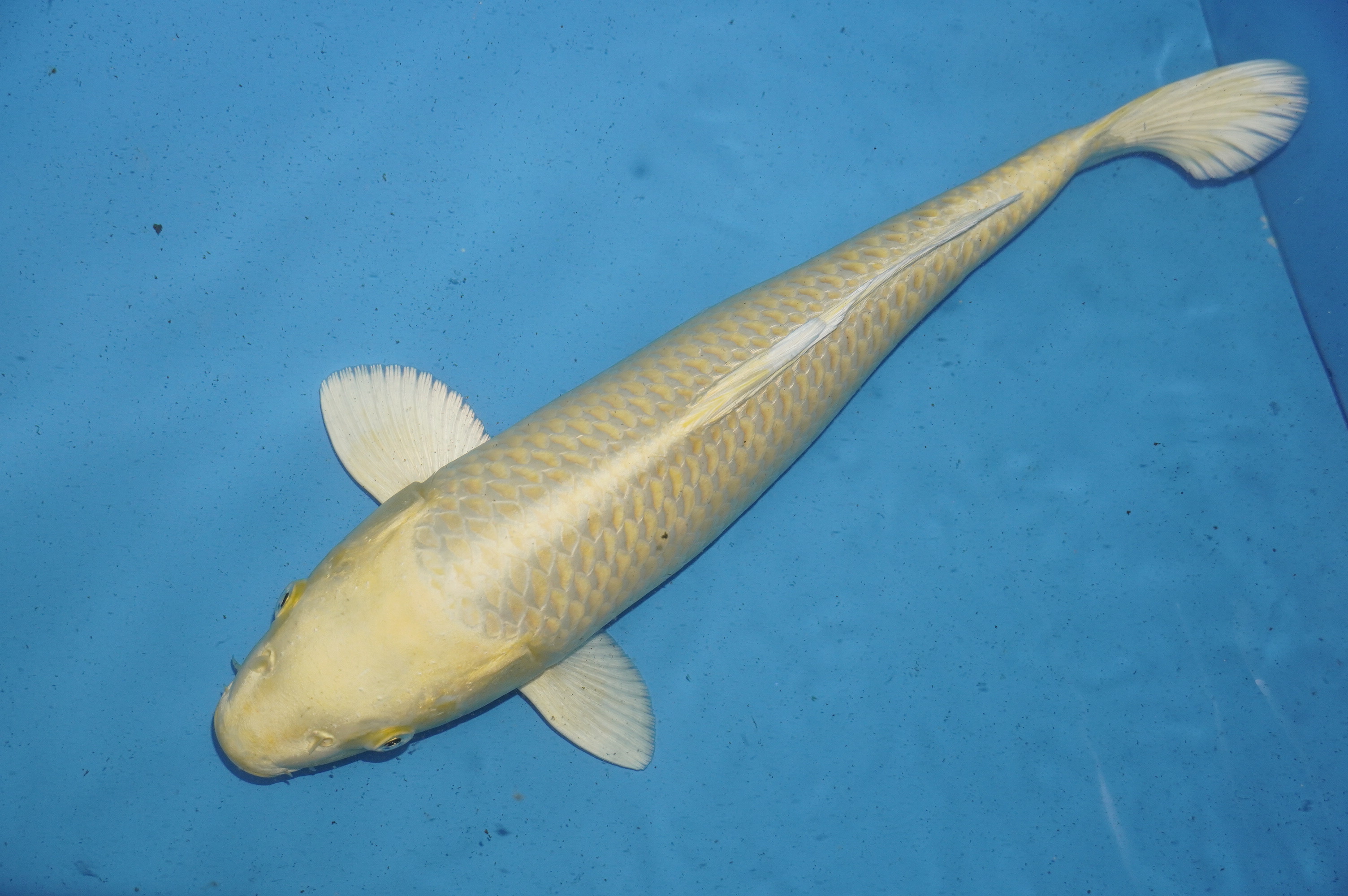 Yamabuki Ogon (44cm) von der Tanaka Takatasu Koifarm (Japan) IdentNr.: 10114