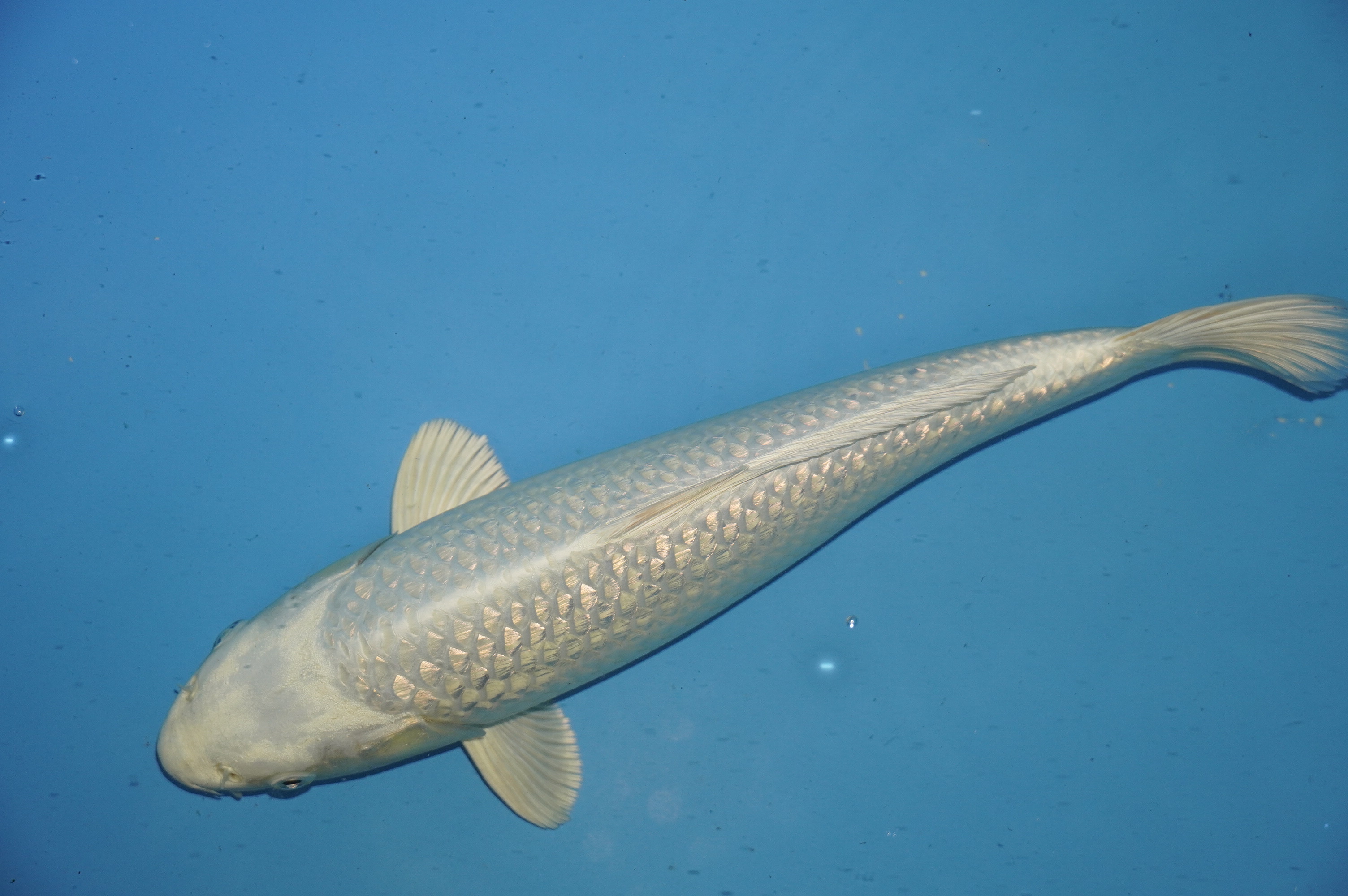 Gin Rin Platinum Ogon (34cm) von der Yamasan Koi Farm (Yamazaki) (Japan) IdentNr.: 10239