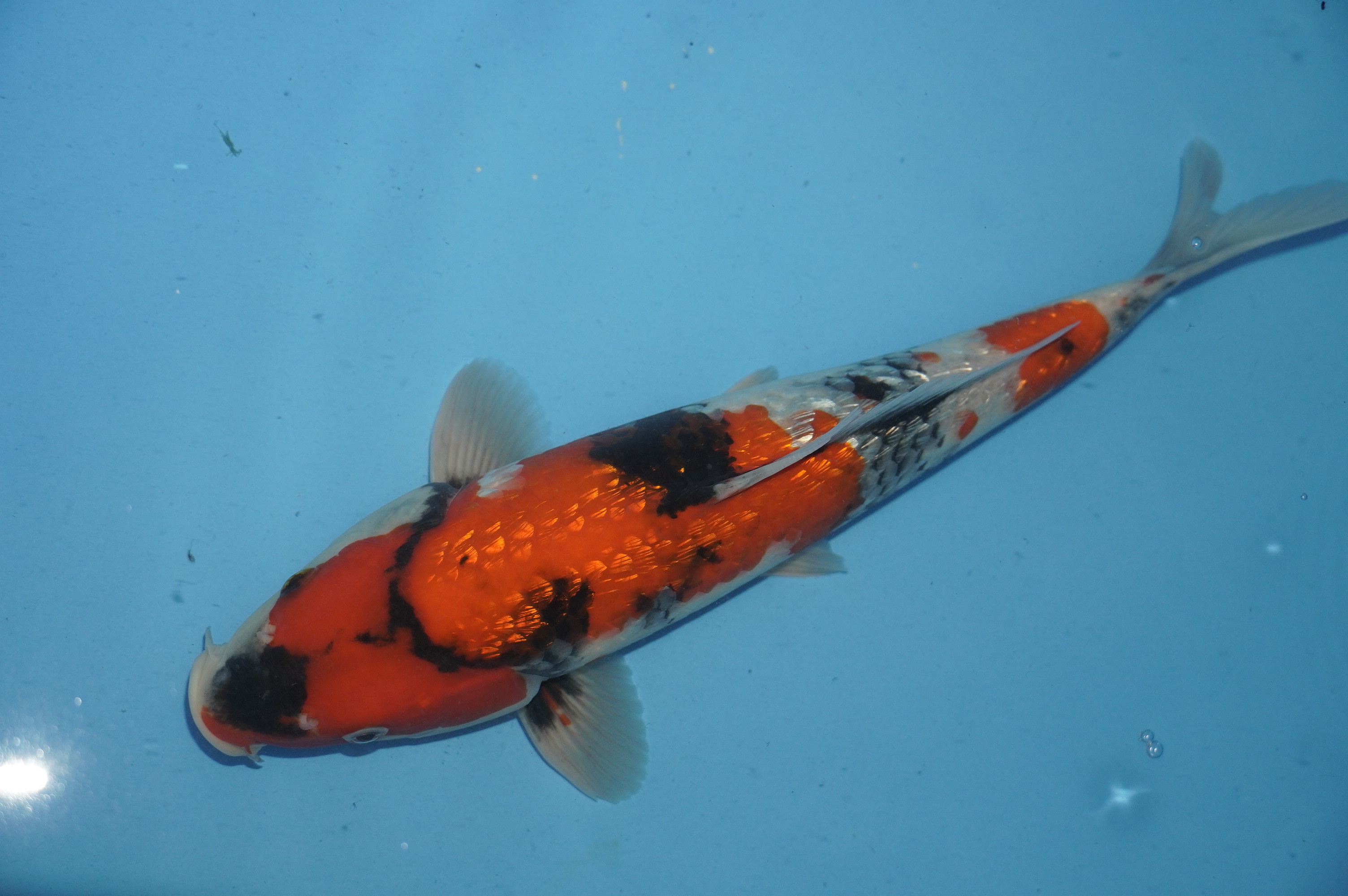 Gin Rin Showa (33cm) von der Miyako Koifarm (Japan) IdentNr.: 10229