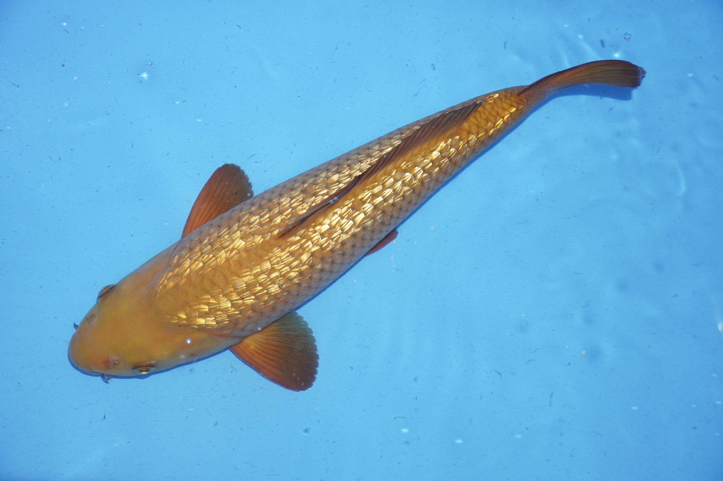 Gin Rin Chagoi (38cm) von der Ozumi Ikarashi Koi Farm (Japan) IdentNr.: 9957