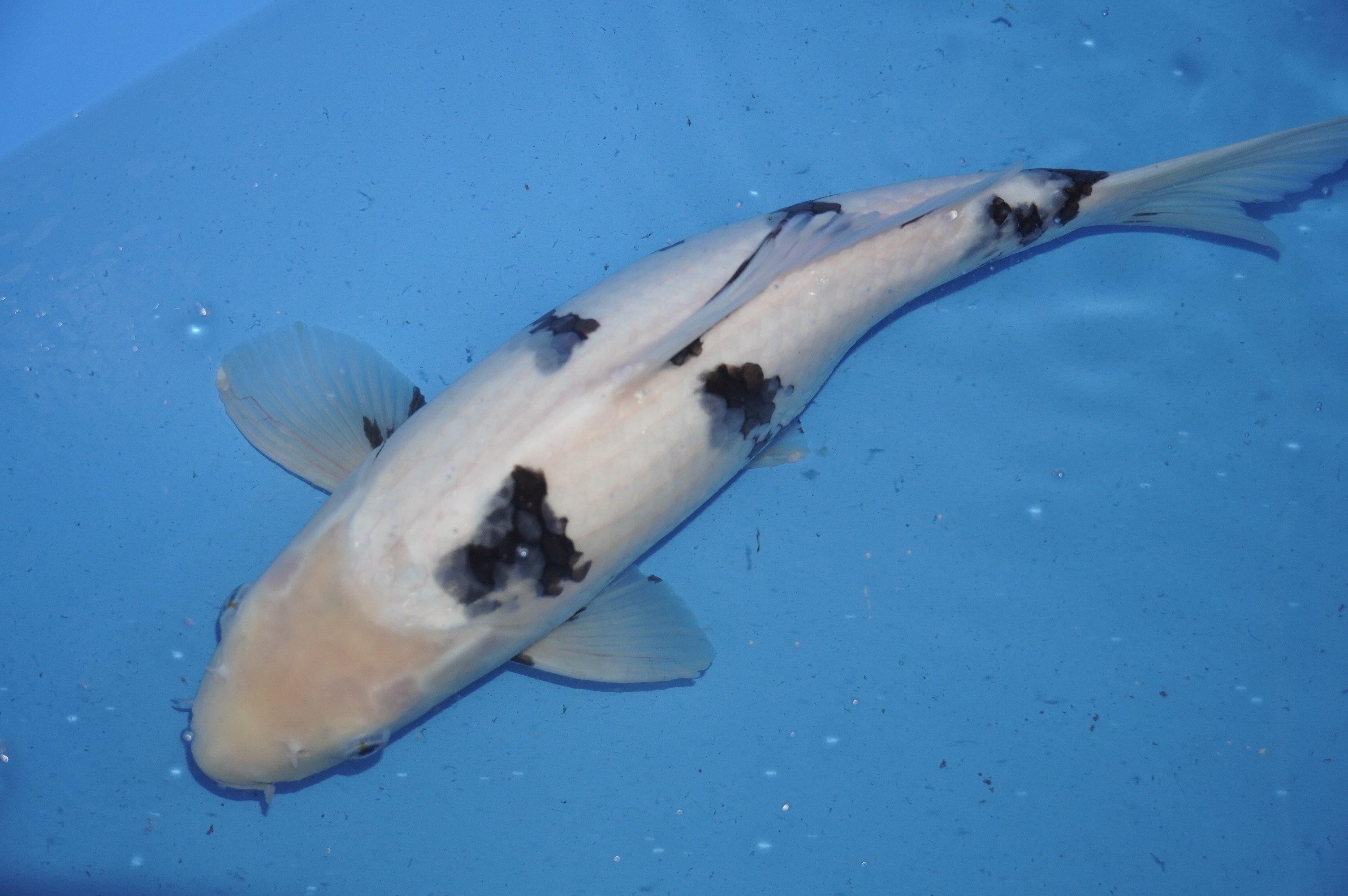 Shiro Bekko (39cm) von der Koshiji Koi Farm (Kase) (Japan) IdentNr.: 9906