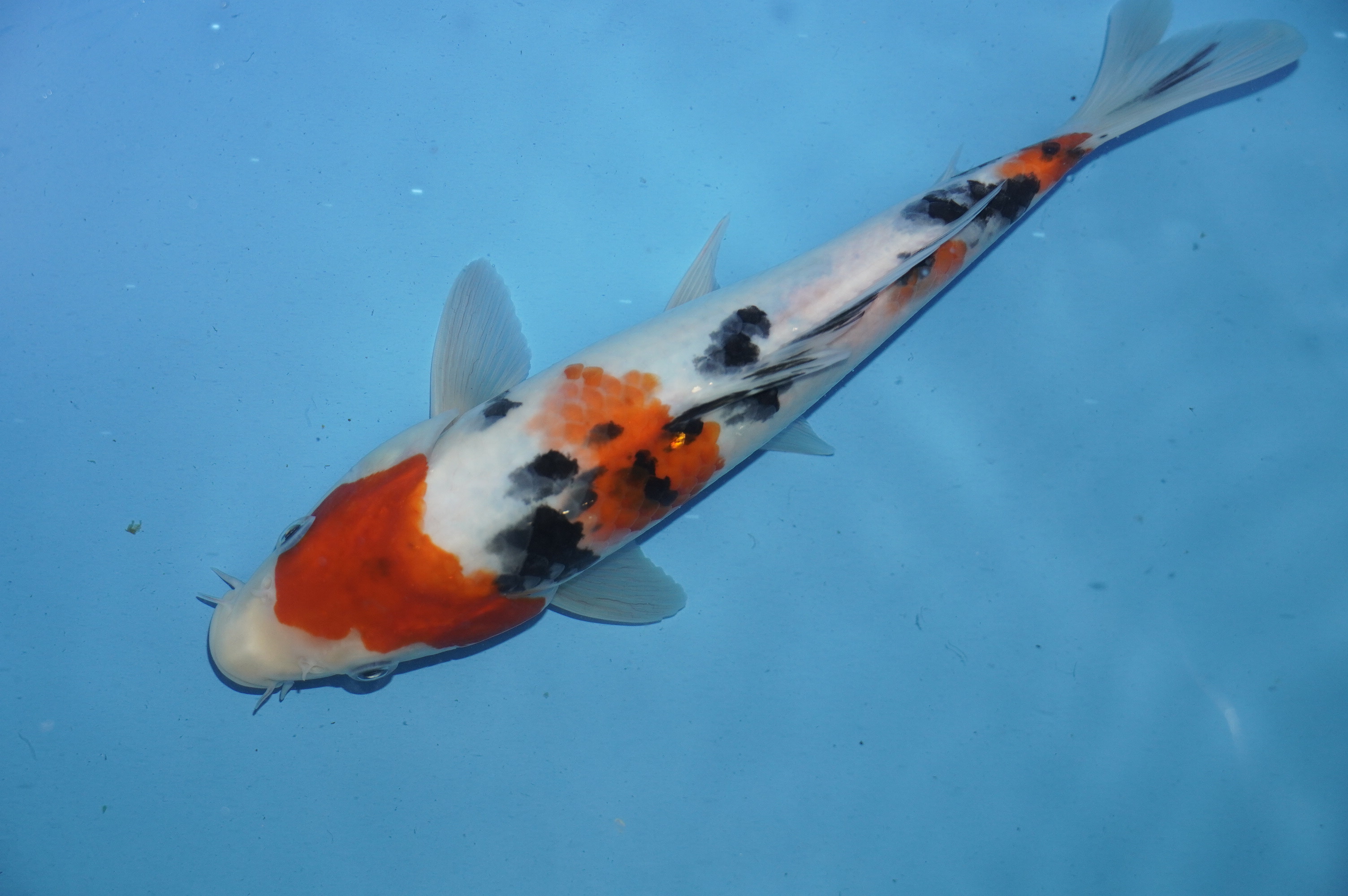 Sanke (25cm) von der Miyako Koifarm (Japan) IdentNr.: 10110