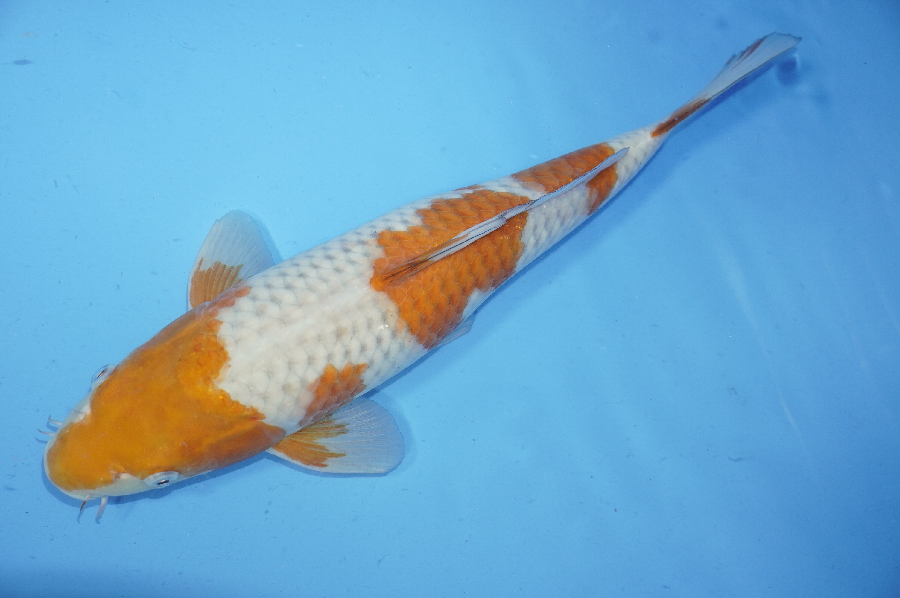 Ochiba Shigure (42cm) von der Igarashi Koi Farm (Japan) IdentNr.: 9707