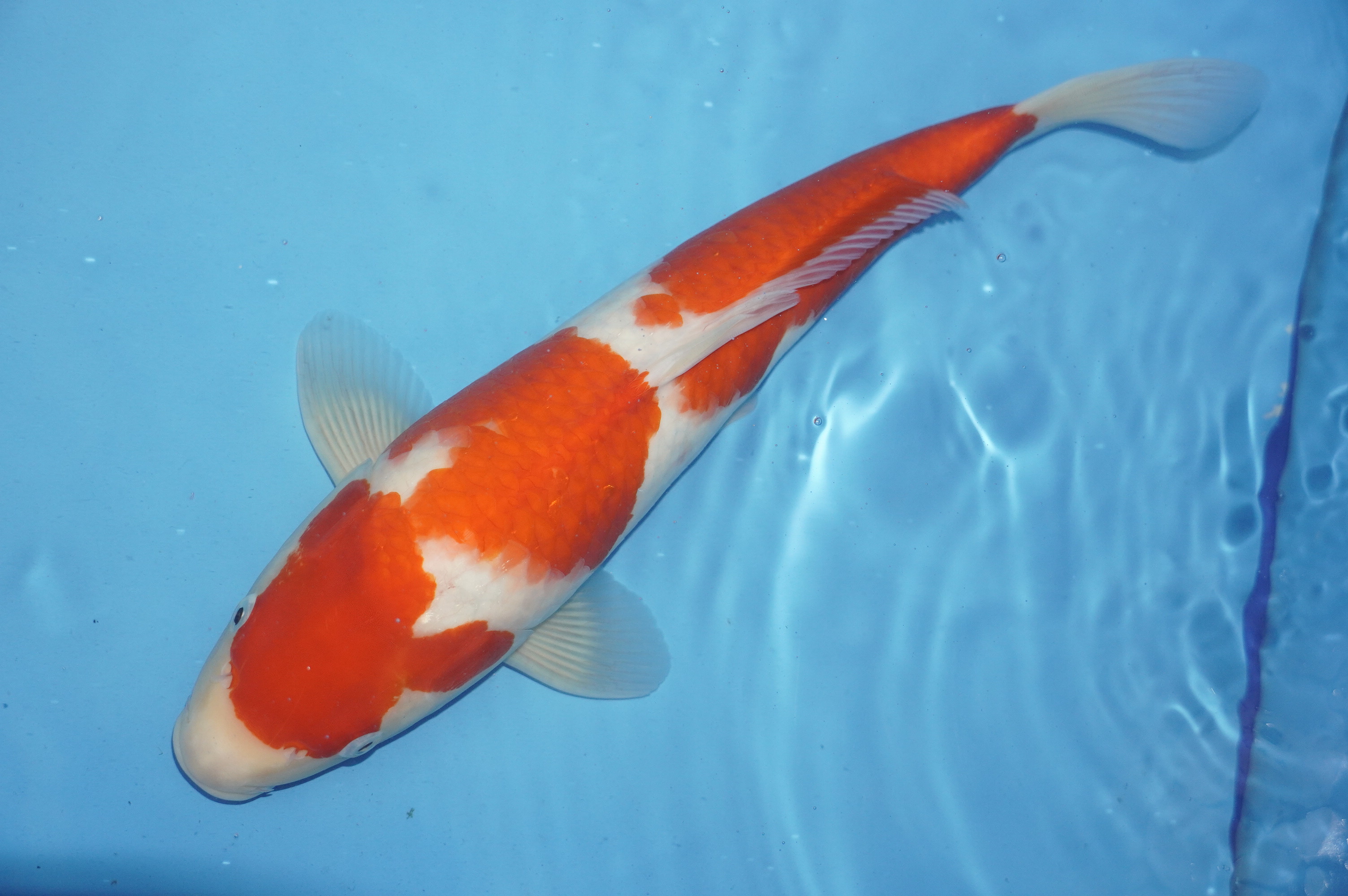 Kohaku (39cm) von der Marusei Koi Farm (Hirasawa) (Japan) IdentNr.: 10153