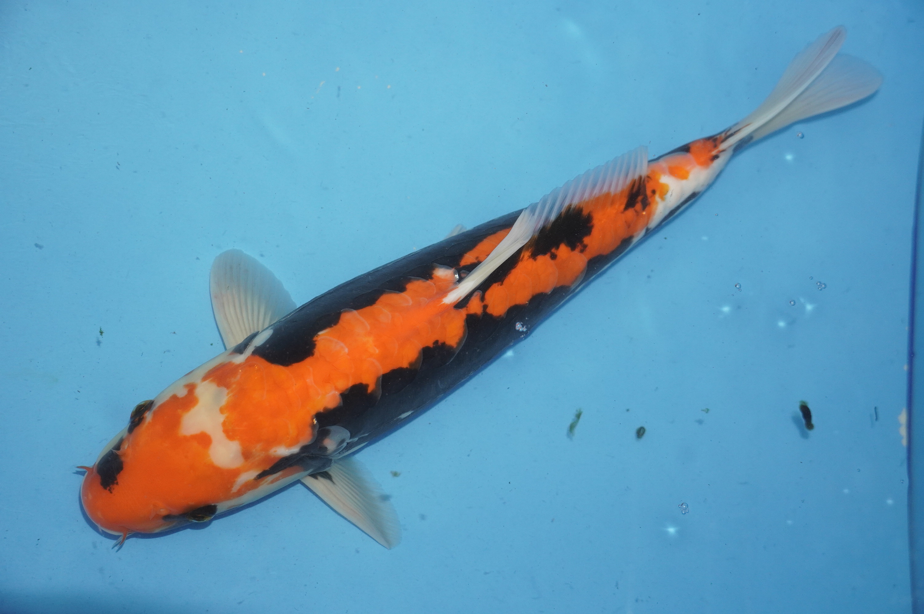 Beni Kumonryu (42cm) von der Igarashi Koi Farm (Japan) IdentNr.: 10140