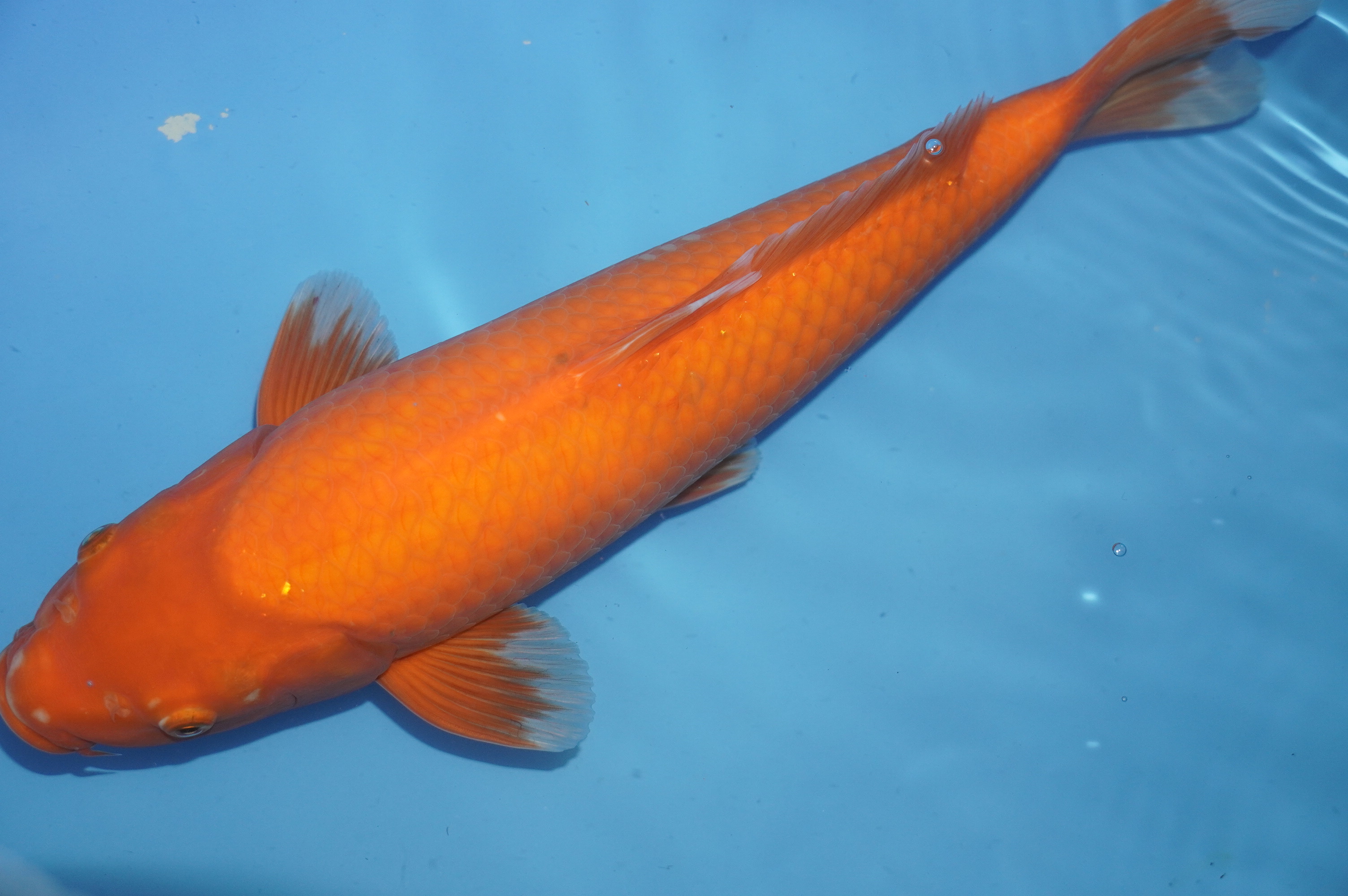 Benigoi (41cm) von der Kanno Koifarm (Japan) IdentNr.: 10180