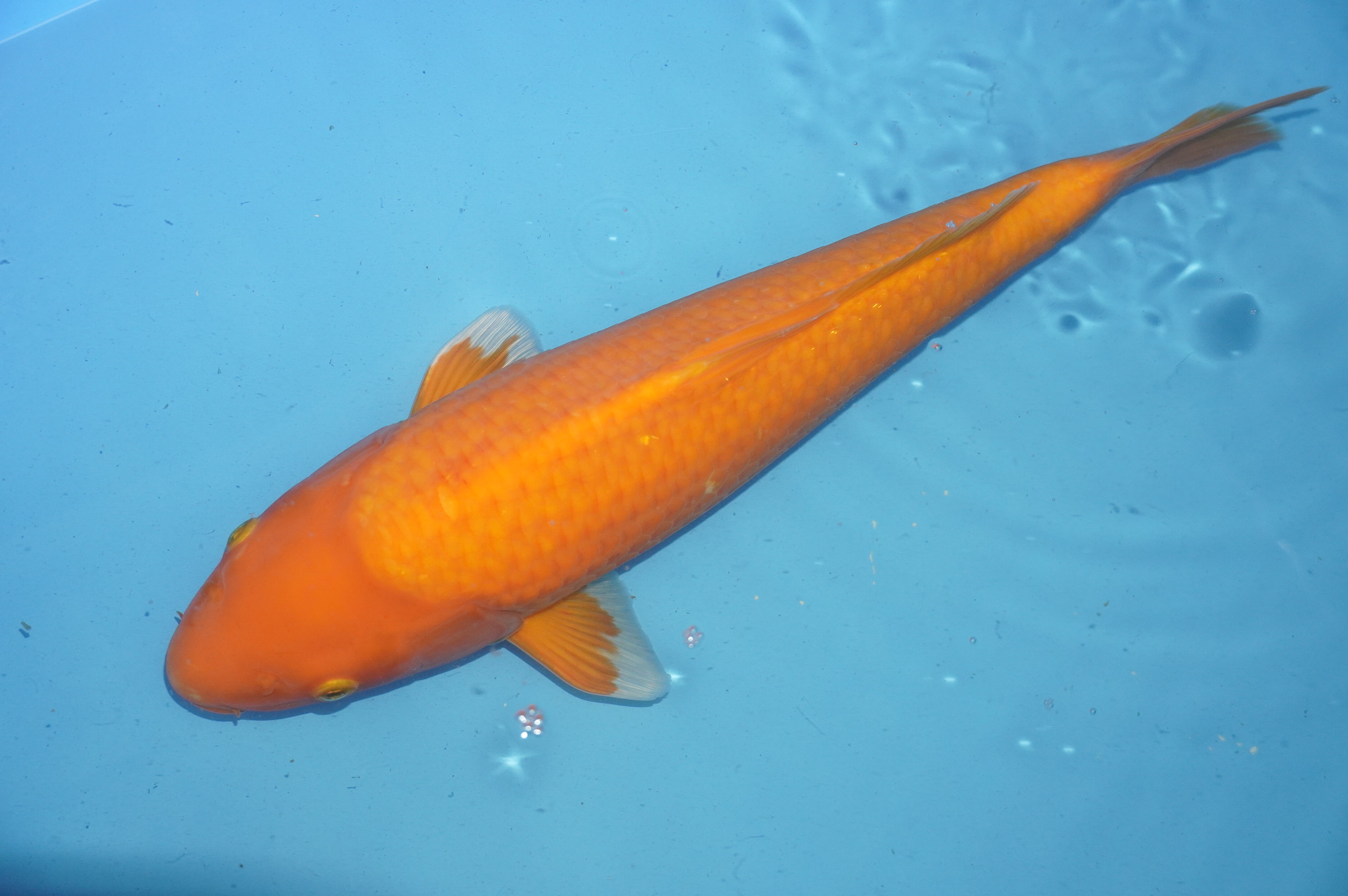 Benigoi (37cm) von der Mano Koi Farm (Japan) IdentNr.: 10167