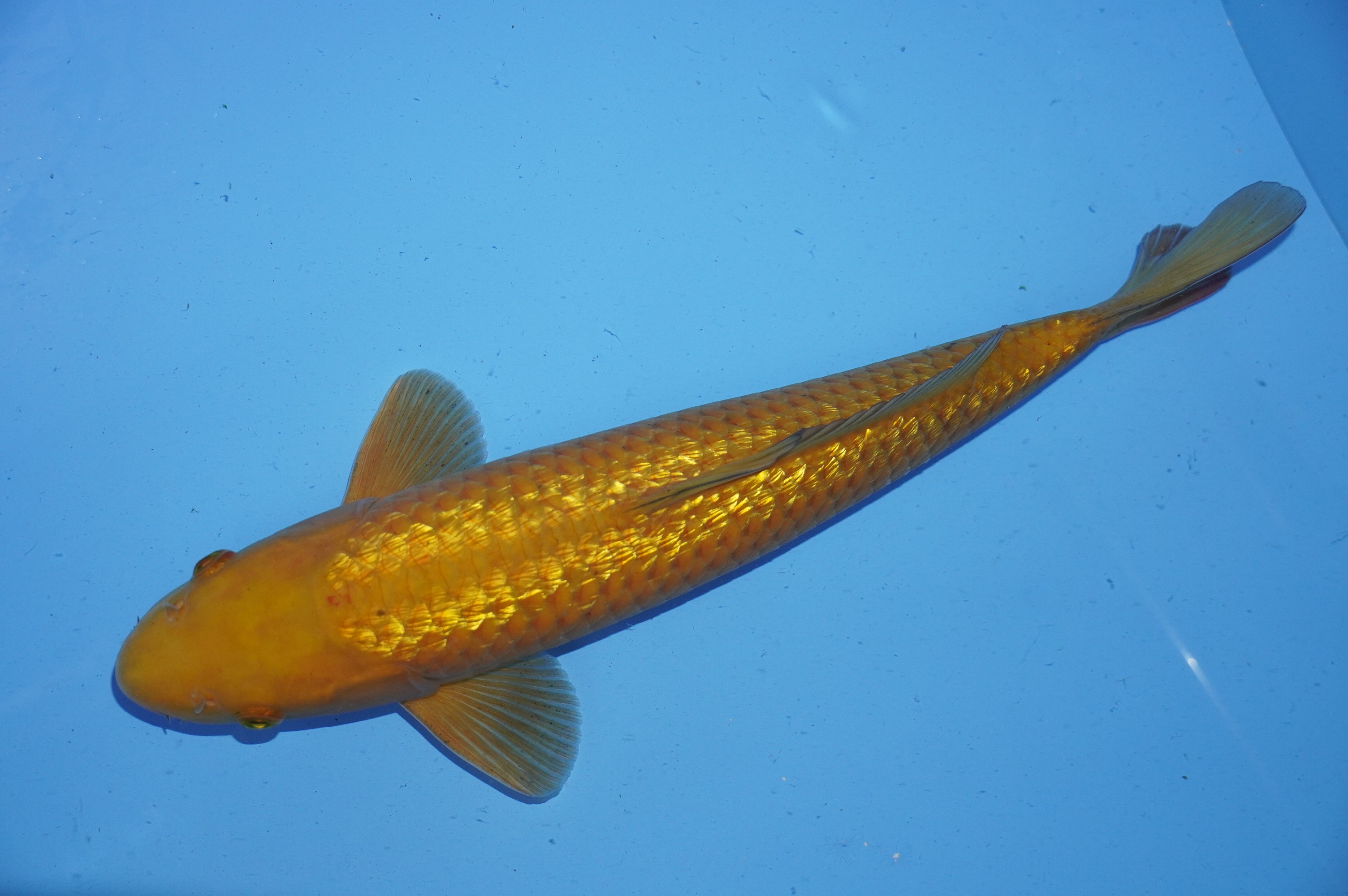 Gin Rin Chagoi (40cm) von der Marusaka Koi Farm (Japan) IdentNr.: 10034