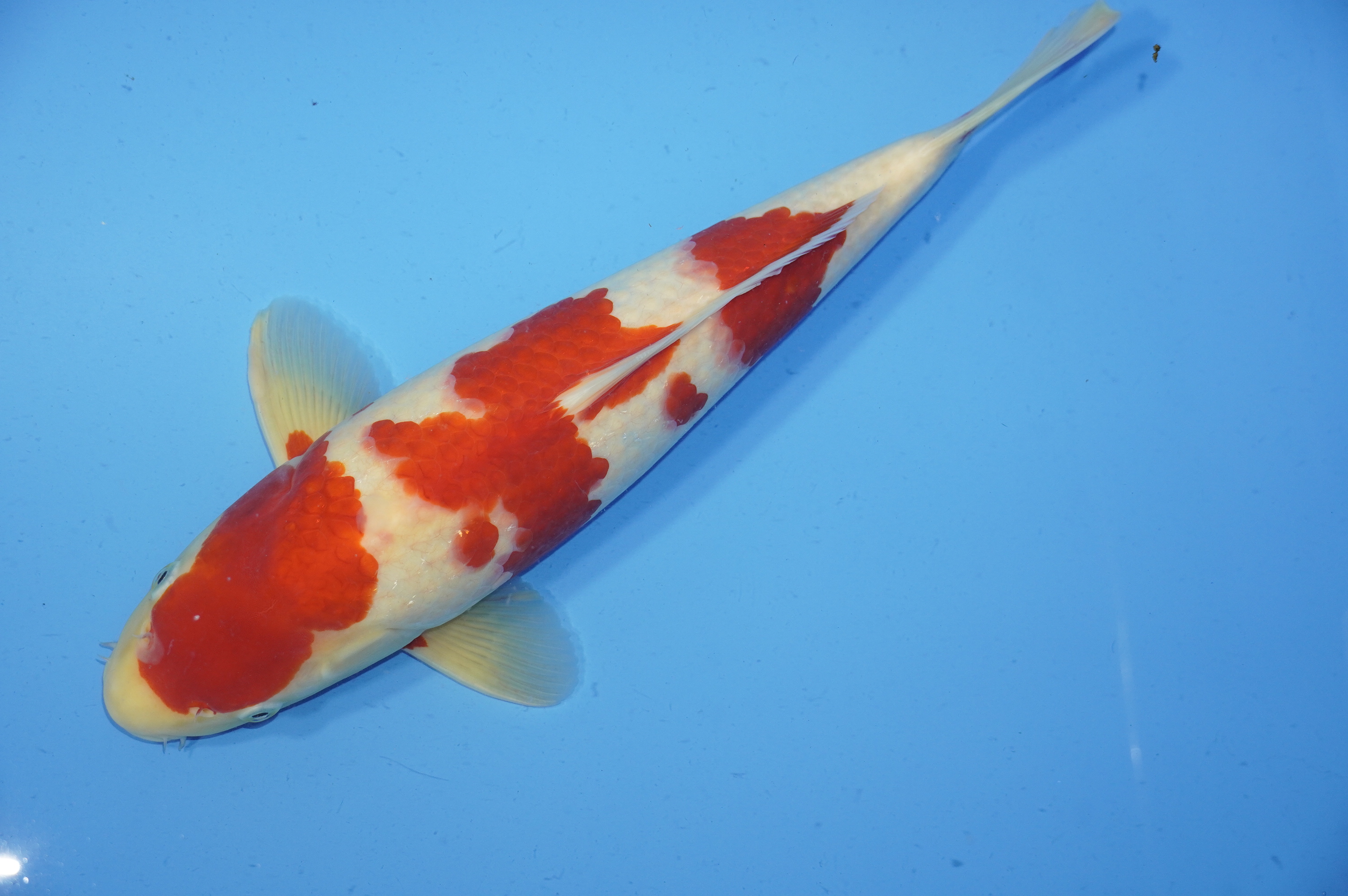 Kohaku (39cm) von der Maruhiro Koi Farm (Japan) IdentNr.: 9599