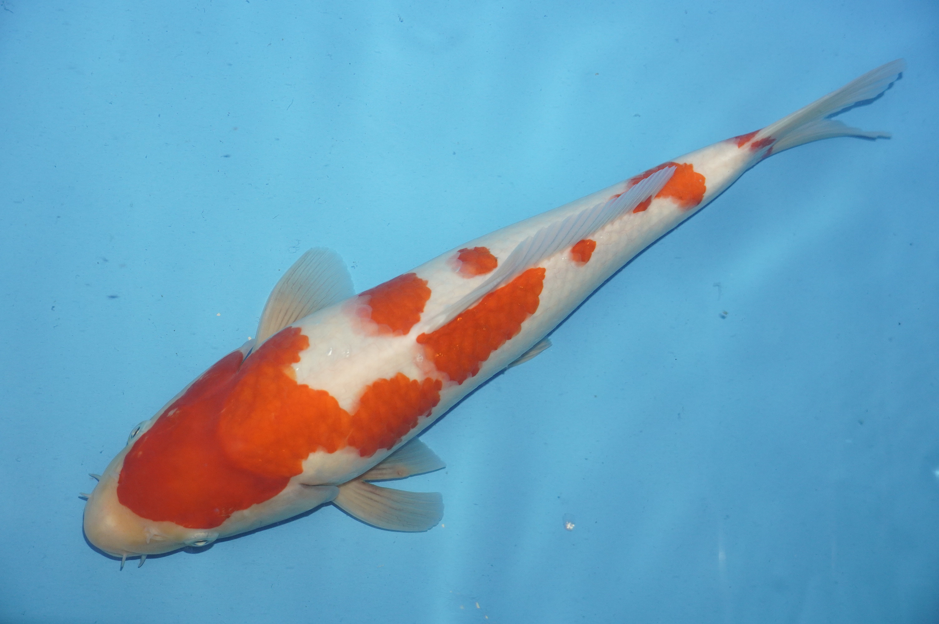 Kohaku (37cm) von der Miyako Koifarm (Japan) IdentNr.: 10225