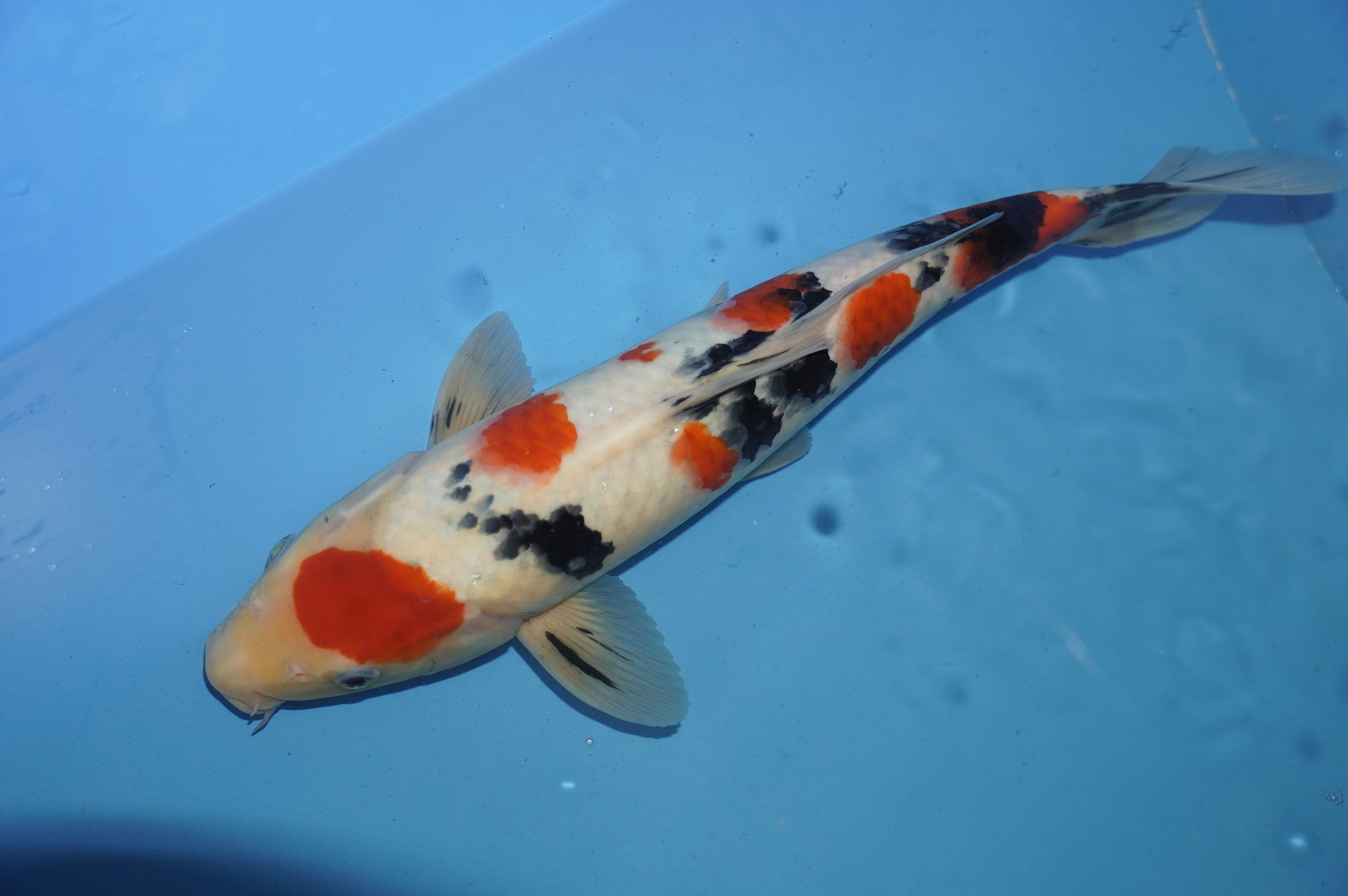 Sanke (34cm) von der Miyako Koifarm (Japan) IdentNr.: 10207