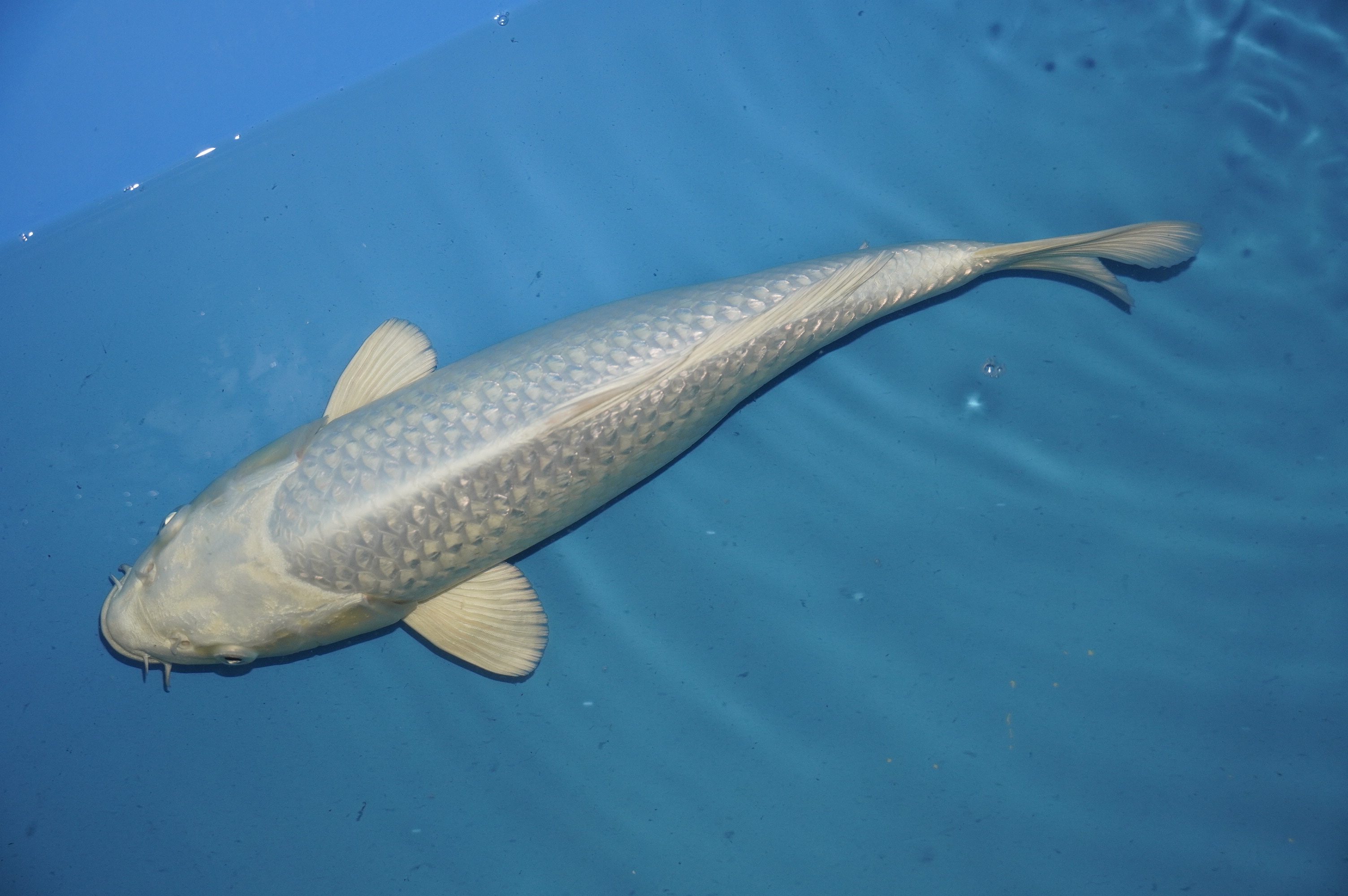 Gin Rin Platinum Ogon (31cm) von der Yamasan Koi Farm (Yamazaki) (Japan) IdentNr.: 10268